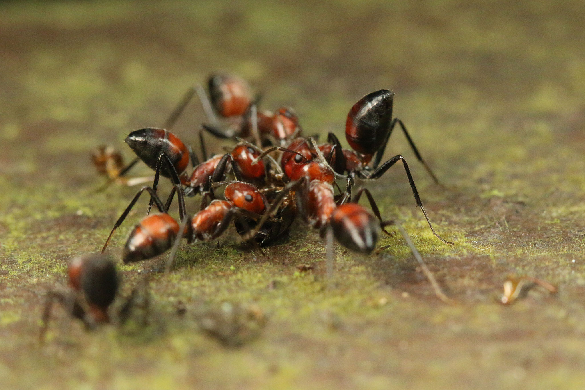 Exploding Ant' Rips Itself Apart To Protect Its Own