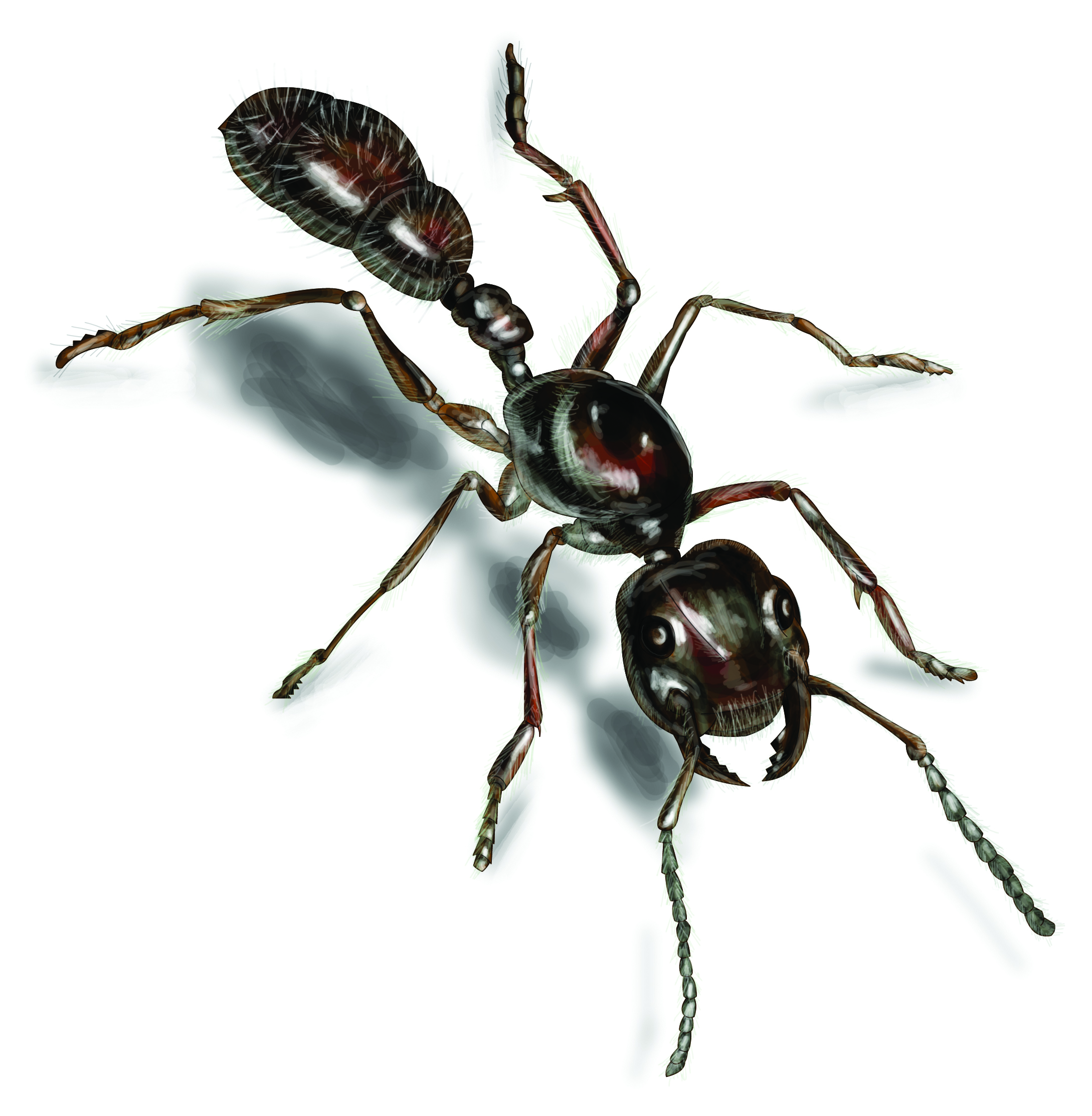 Ant Pictures: Photos & Images of Ants