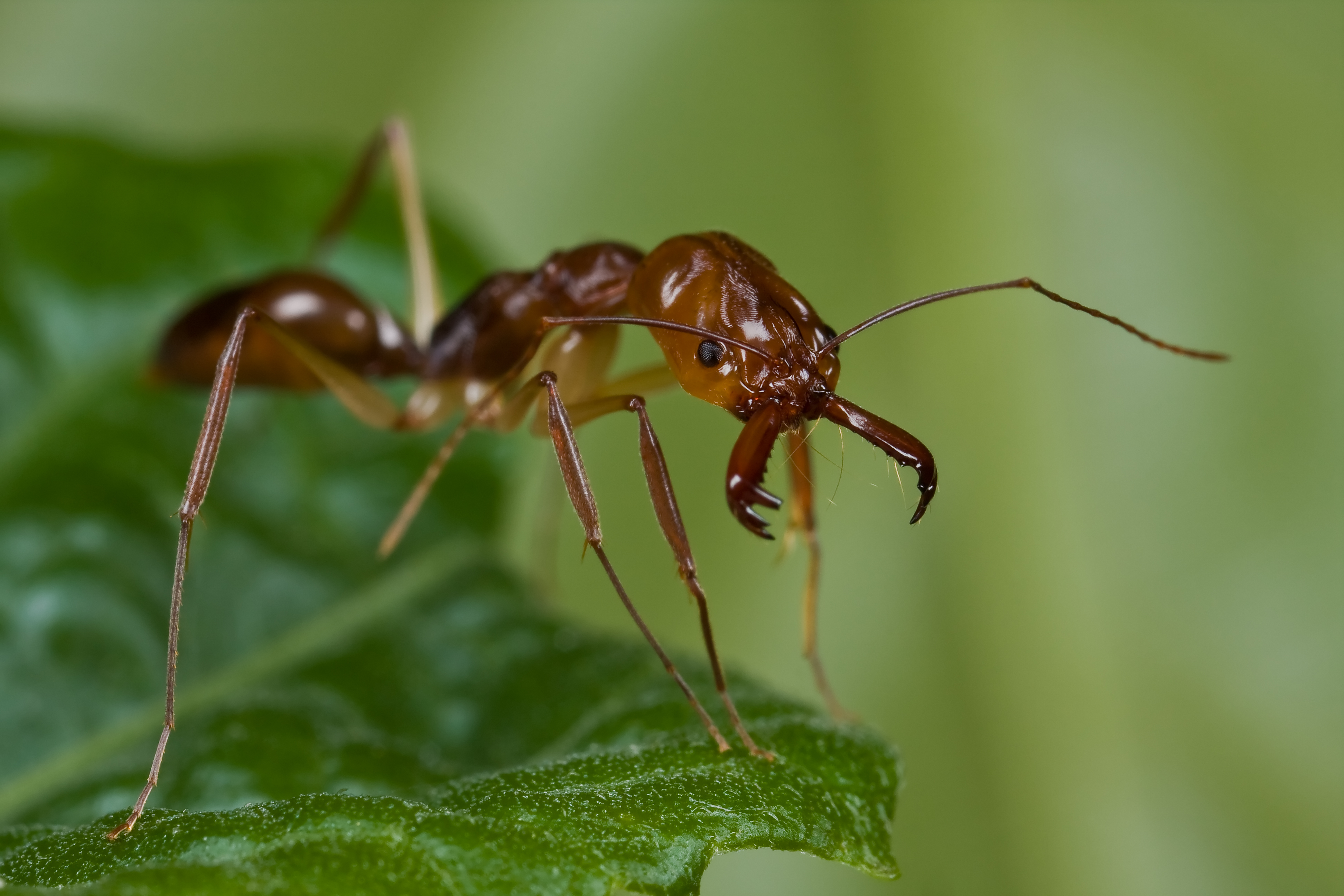Boxing' Ants Can Trade Over 40 Blows a Second - D-brief