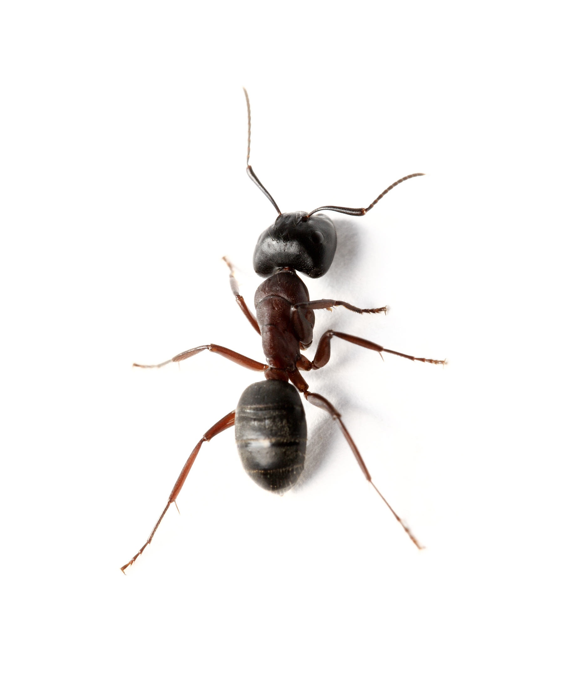 Ant Control | Ant Removal & Exterminating | Dominion Pest Control