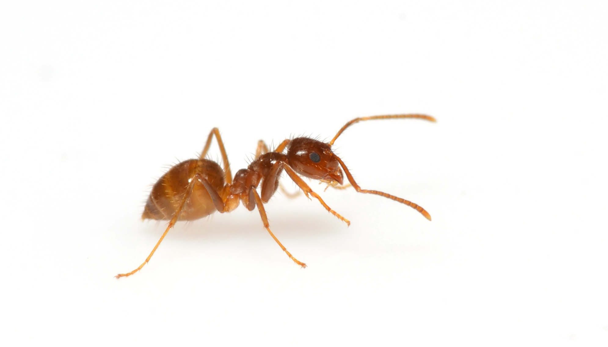 5 crazy facts about crazy ants | MNN - Mother Nature Network
