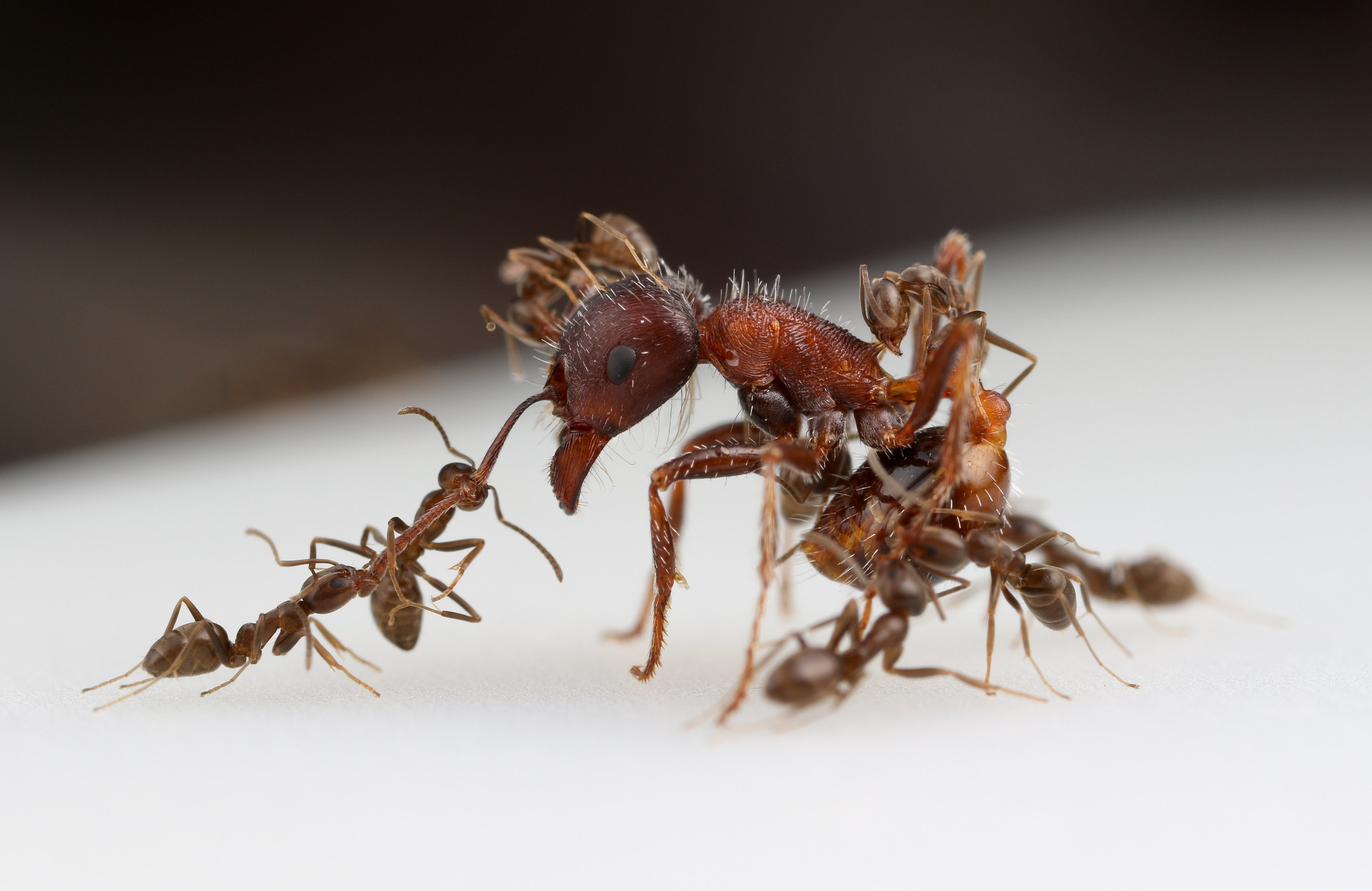 For global invasion, Argentine ants use chemical weapons