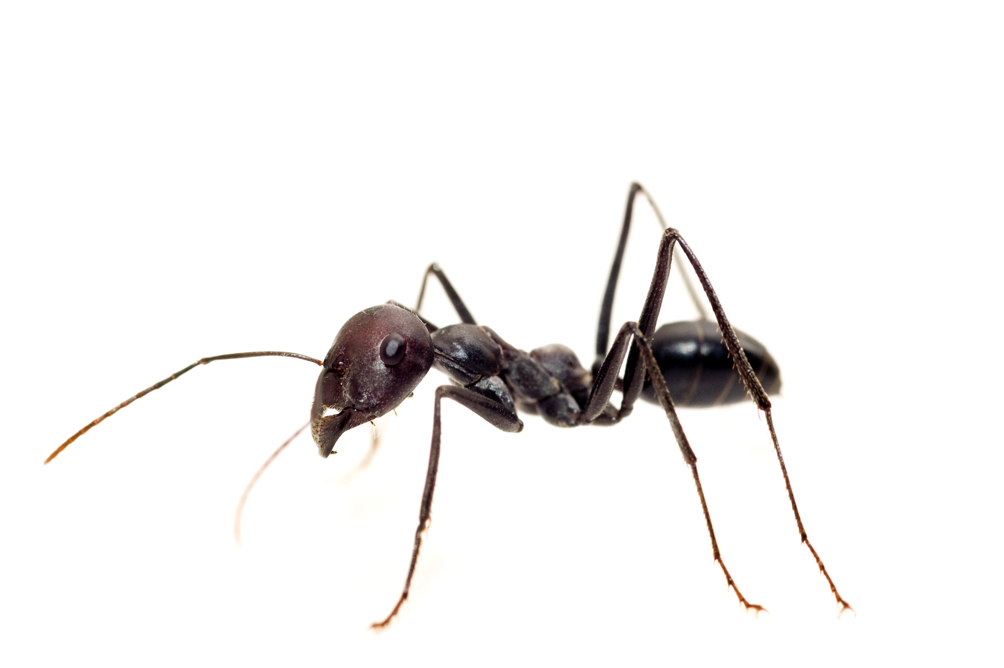 Black ant photo