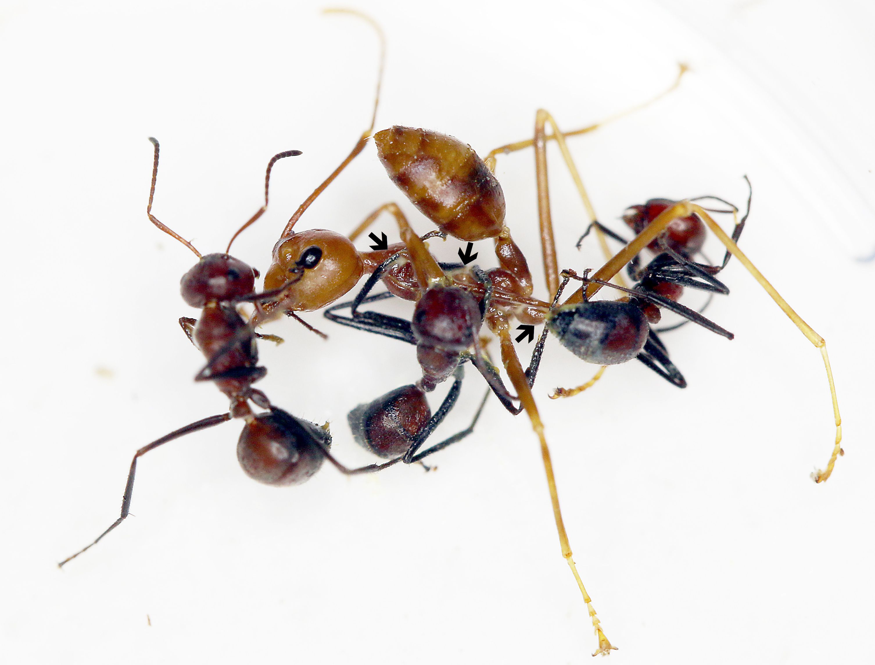 Scientists Discover New Species of 'Exploding Ant'