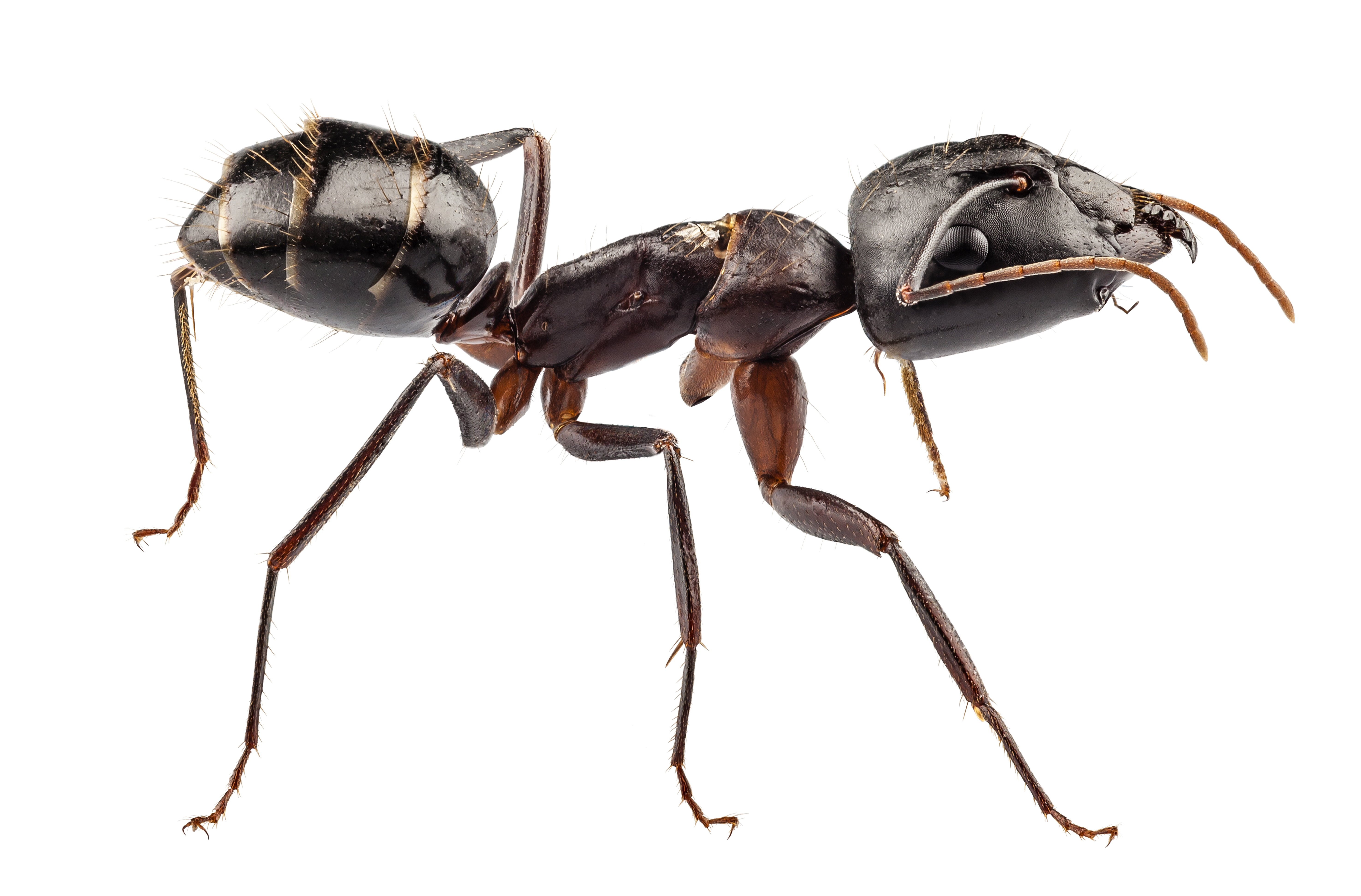 Big Ants vs. Small Ants; Carpenter Ants vs. Pavement Ants | Knockout ...