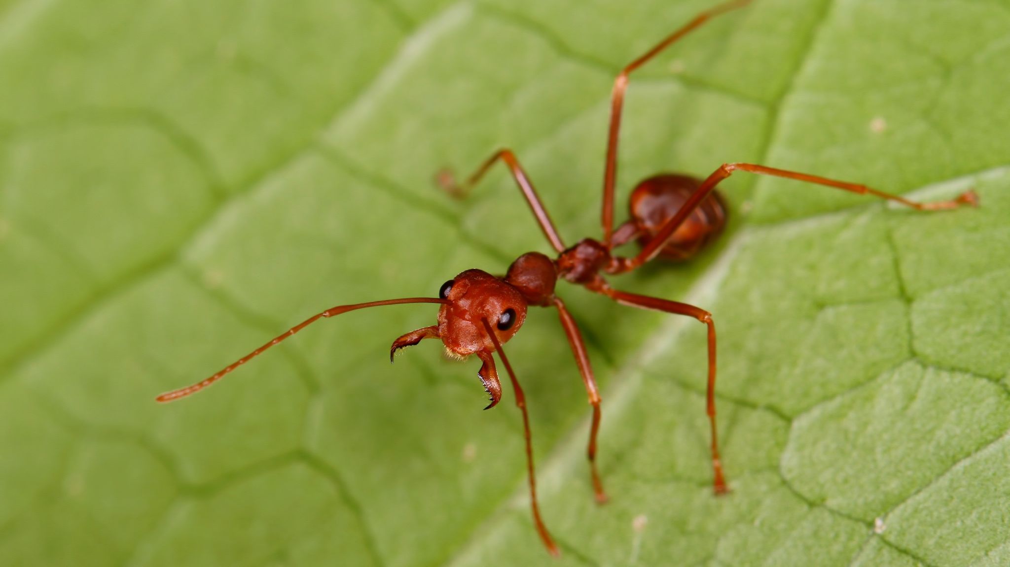 Digging Up Ants' Evolutionary Origins — NOVA Next | PBS