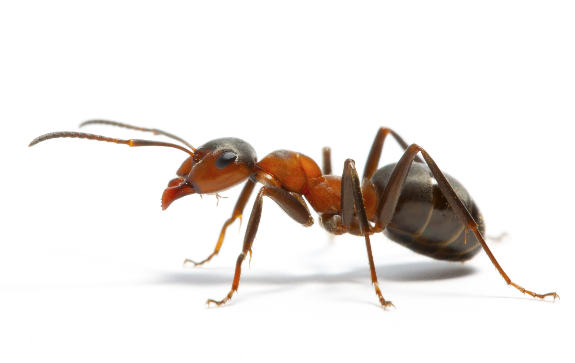 Image - Ant-individual-.jpg | TMNTPedia | FANDOM powered by Wikia