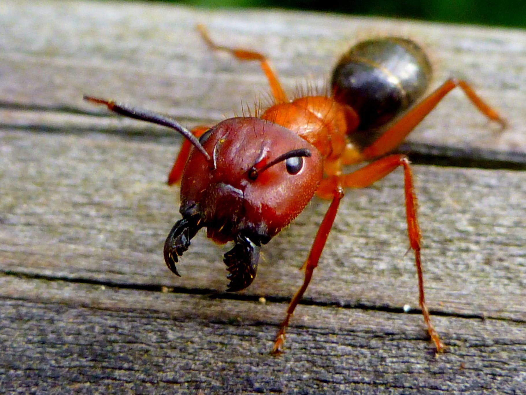 An Entomologist's Scientific Review of 'Ant-Man' | Inverse