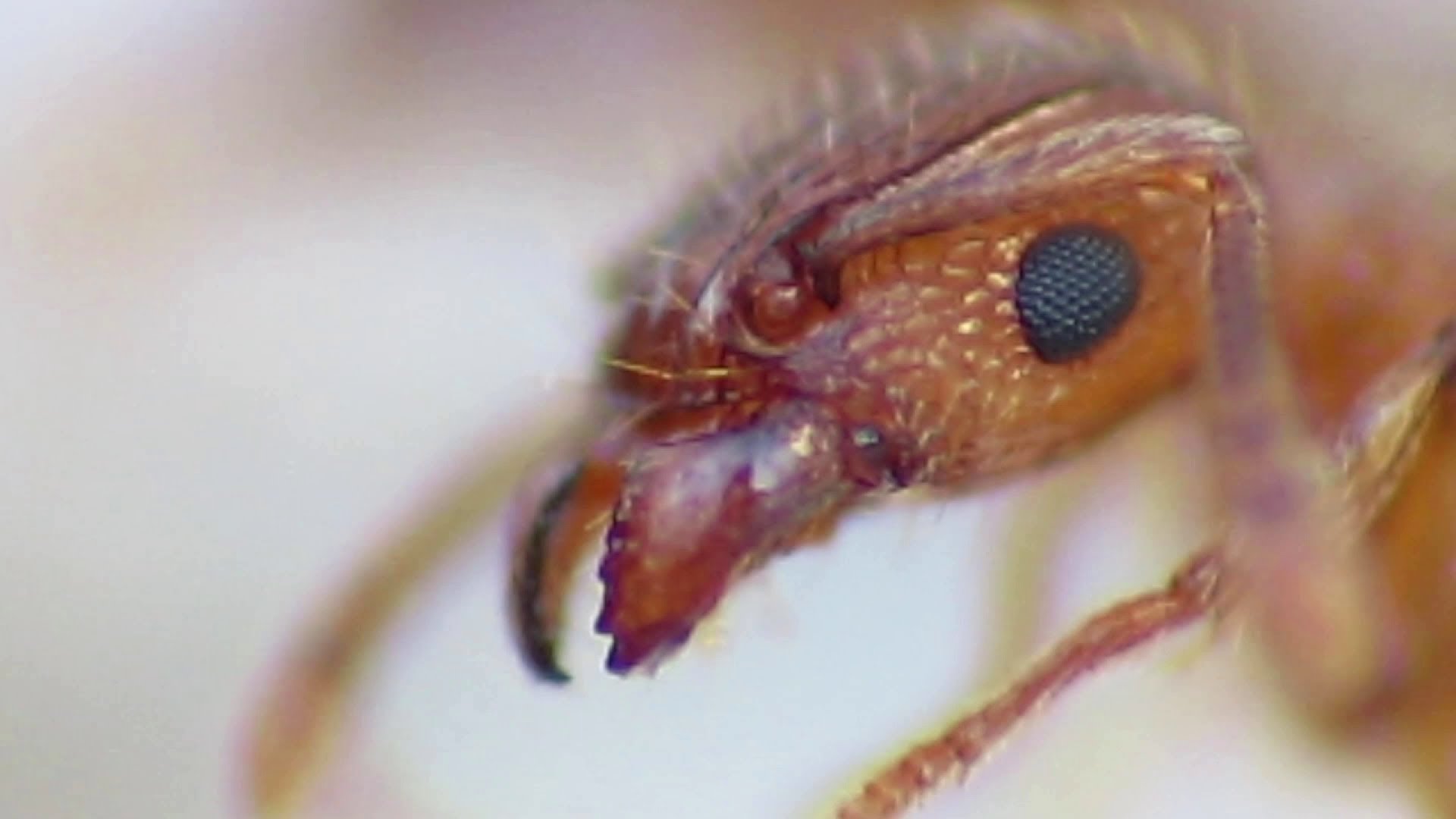 Ants eating Extreme Close Up - YouTube