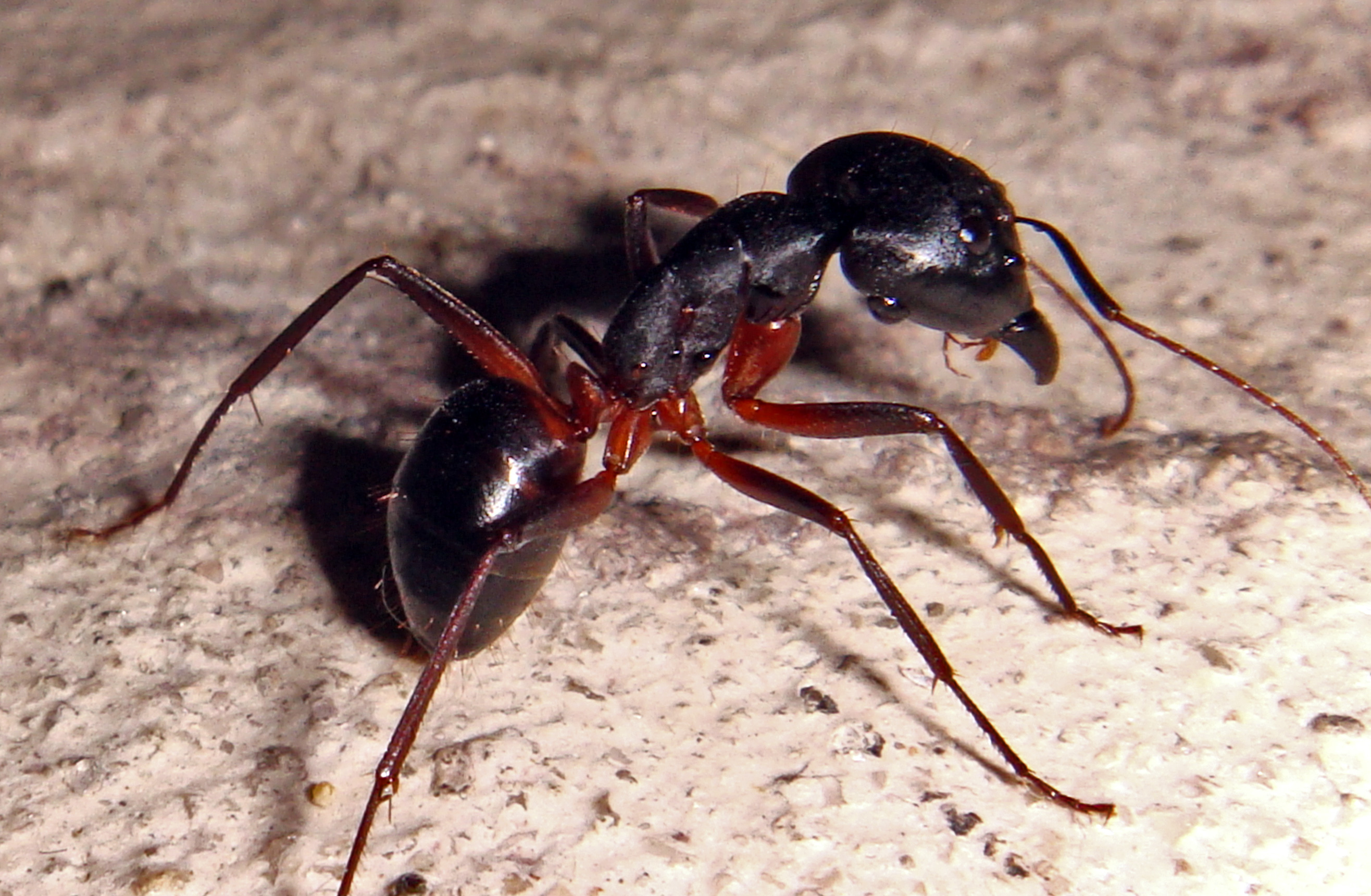 NaturePlus: Ants Closeup.