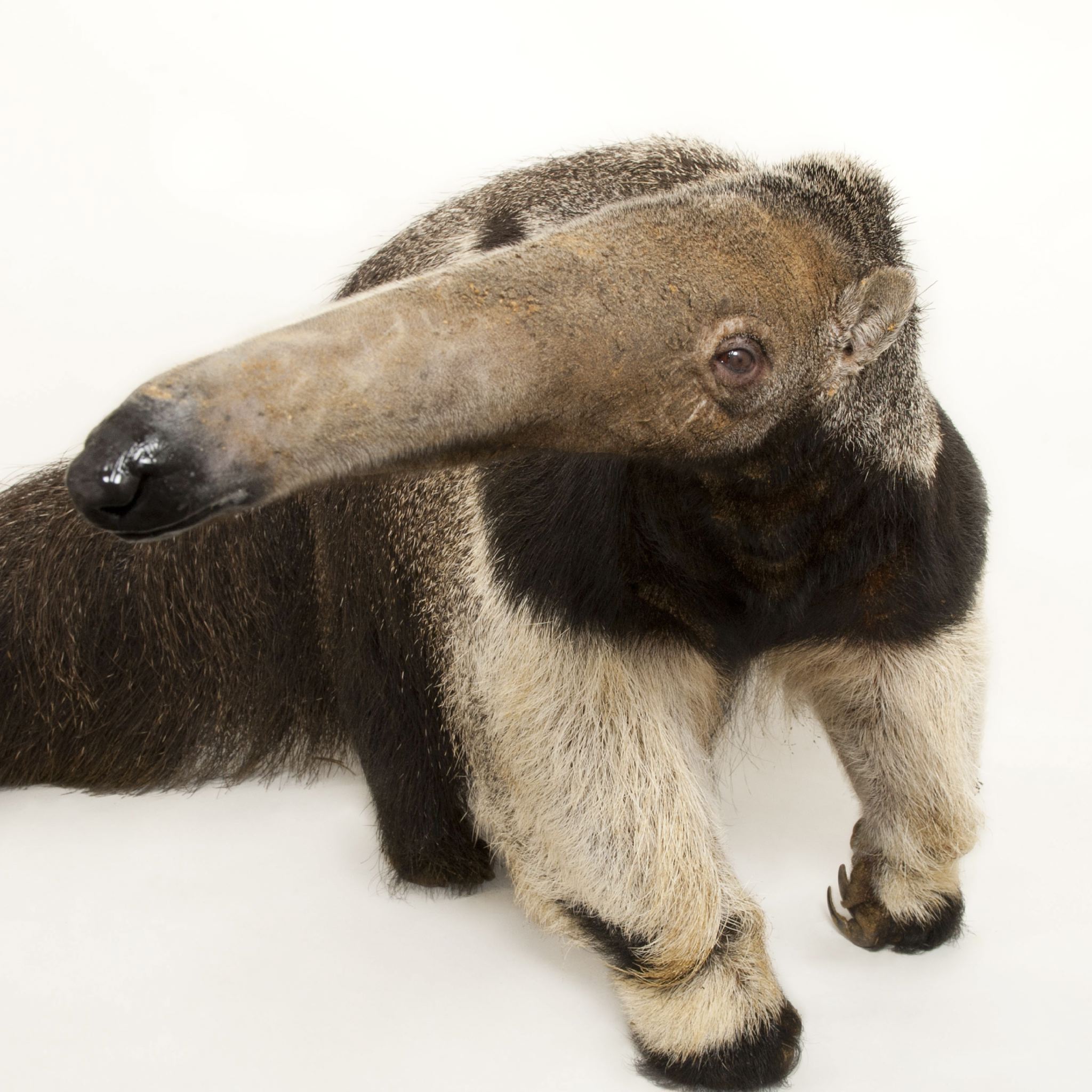 Giant Anteater | National Geographic