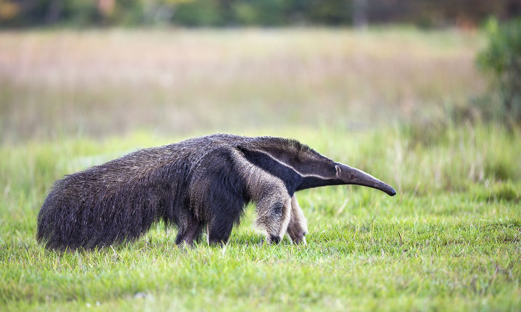 What's the difference between an anteater and an aardvark ...