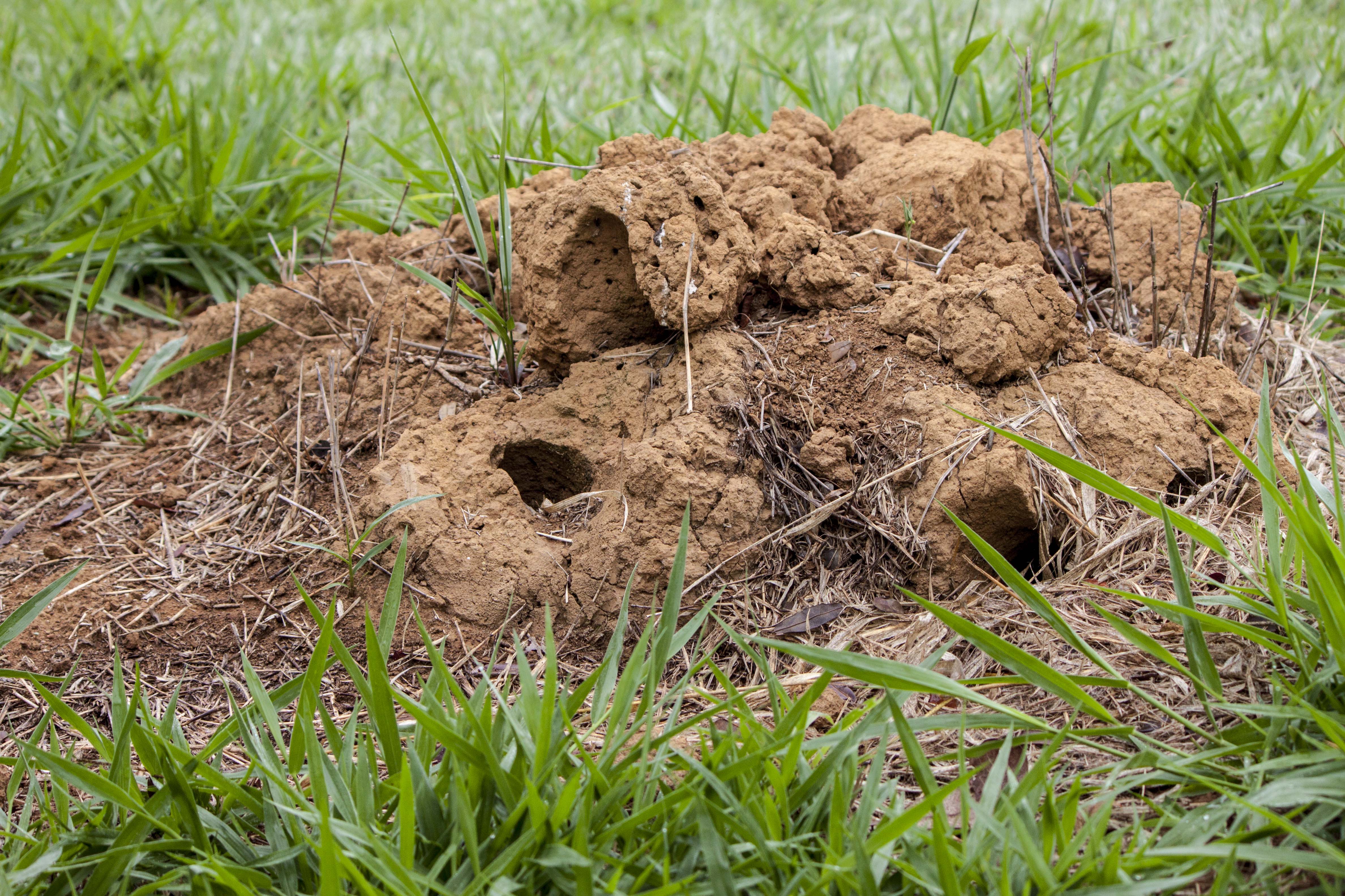 Почвы средней полосы. Земляные муравейники. Раскопанный Муравейник. Муравейник на газоне. Муравейник в поле.