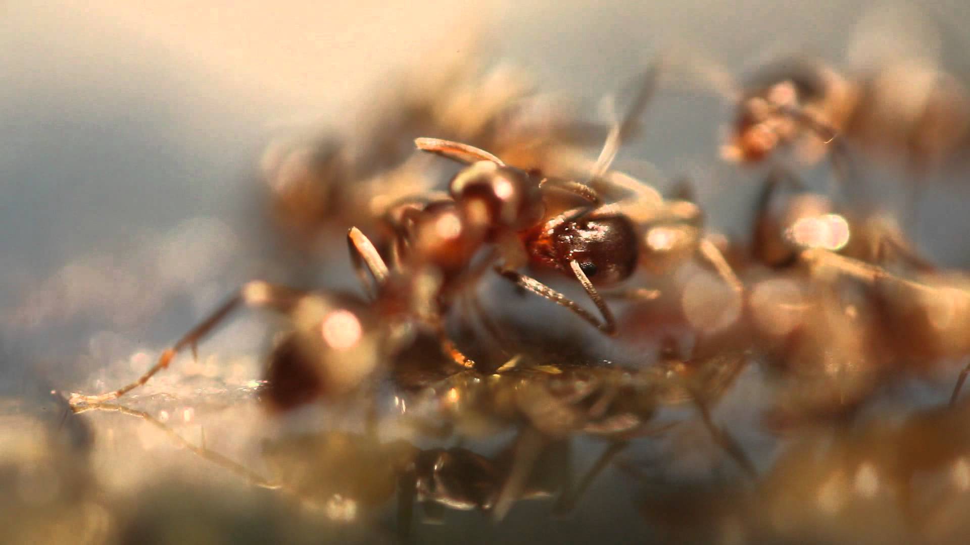 California Ants Macro Video HD - YouTube