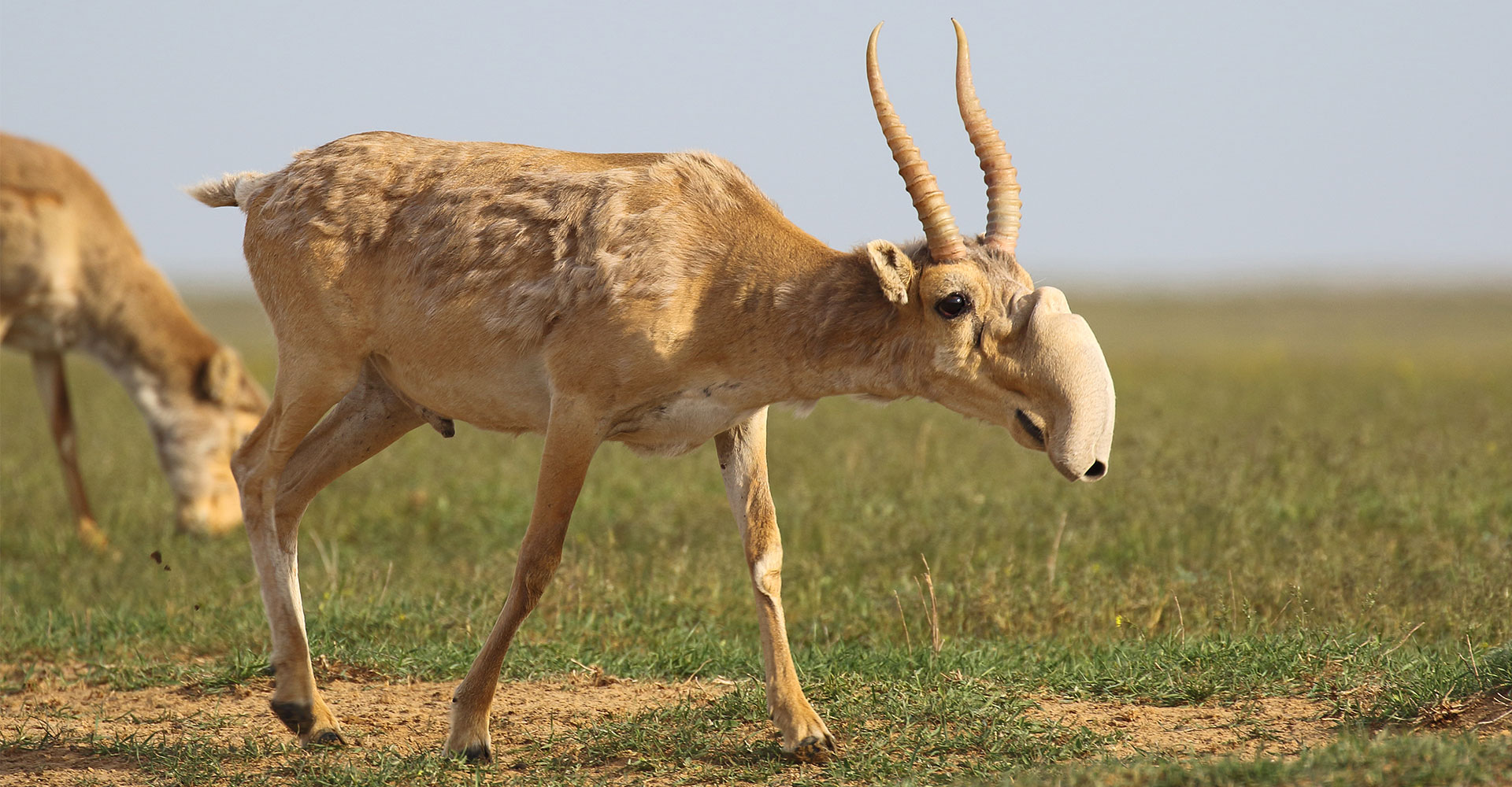 Saiga Antelope - Conjour Species Conservation Report