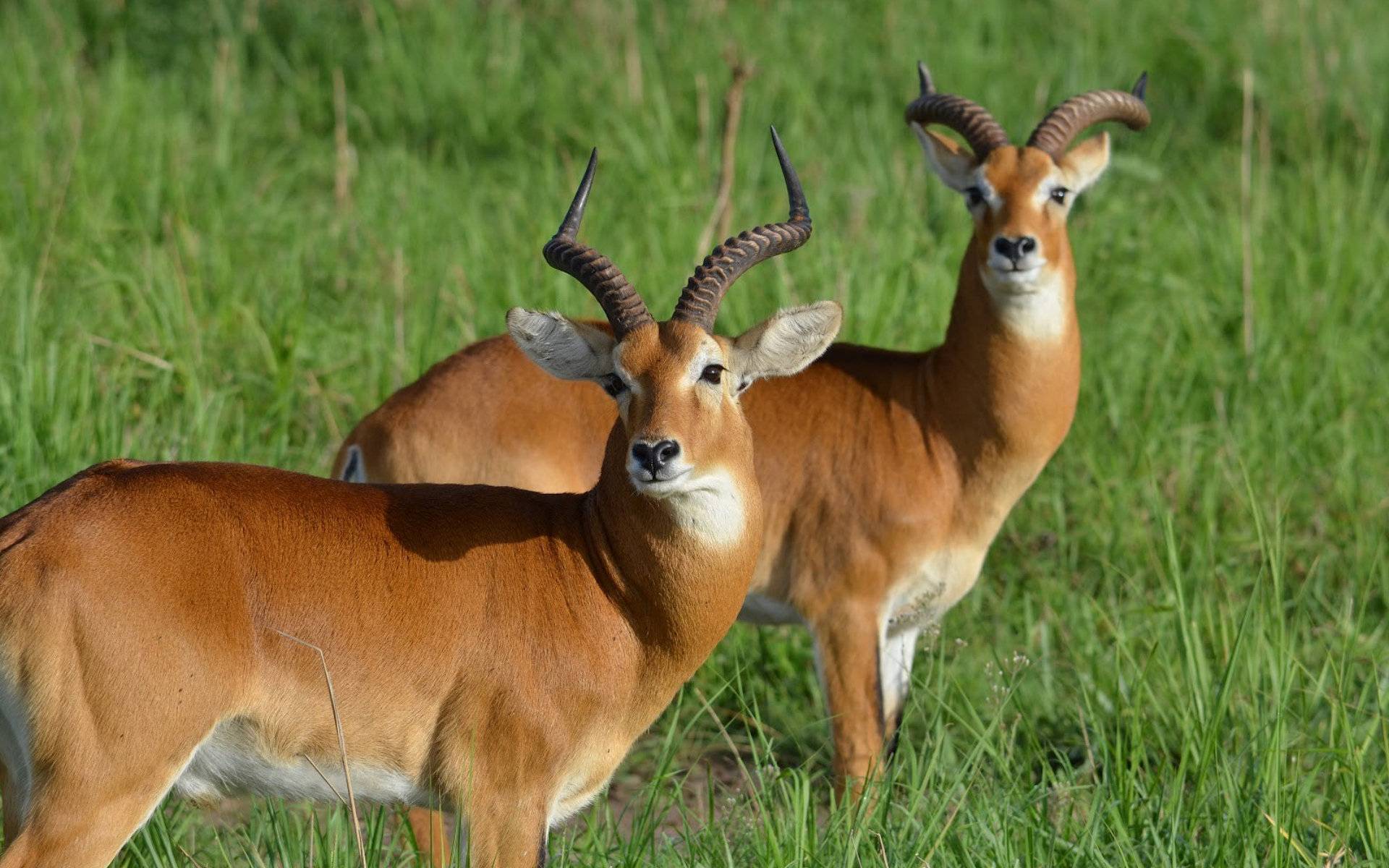 Top 84 Antelope - HD Animal Spot