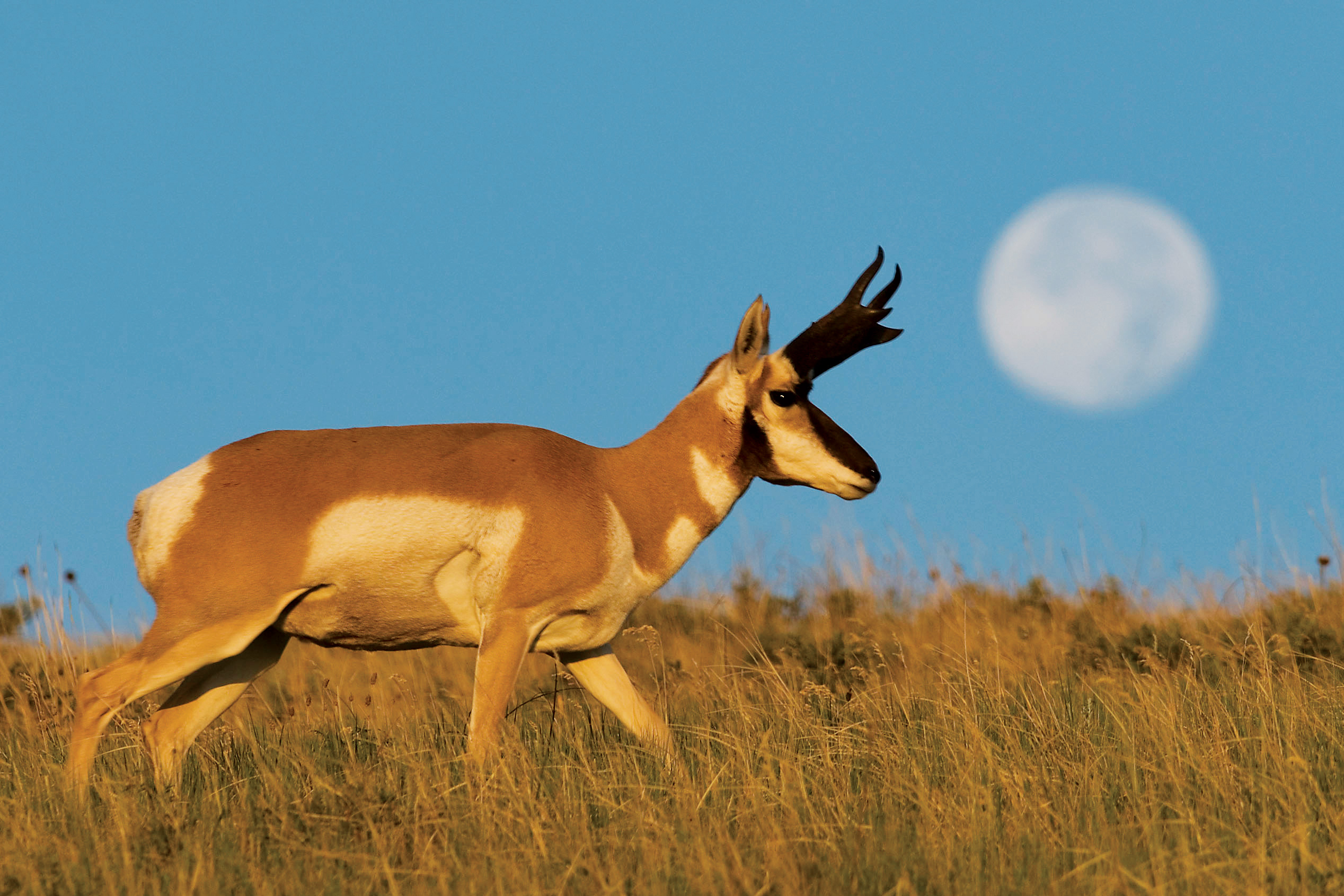 Photographs of America's pronghorn antelope — High Country News