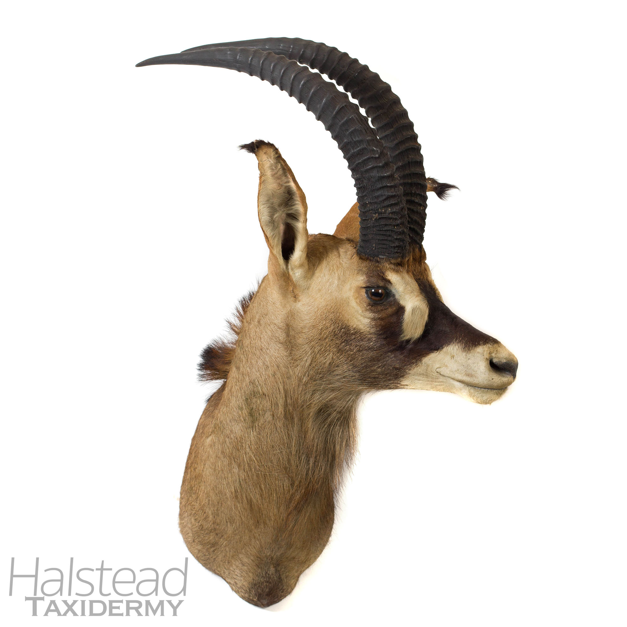 Antelope trophy head photo