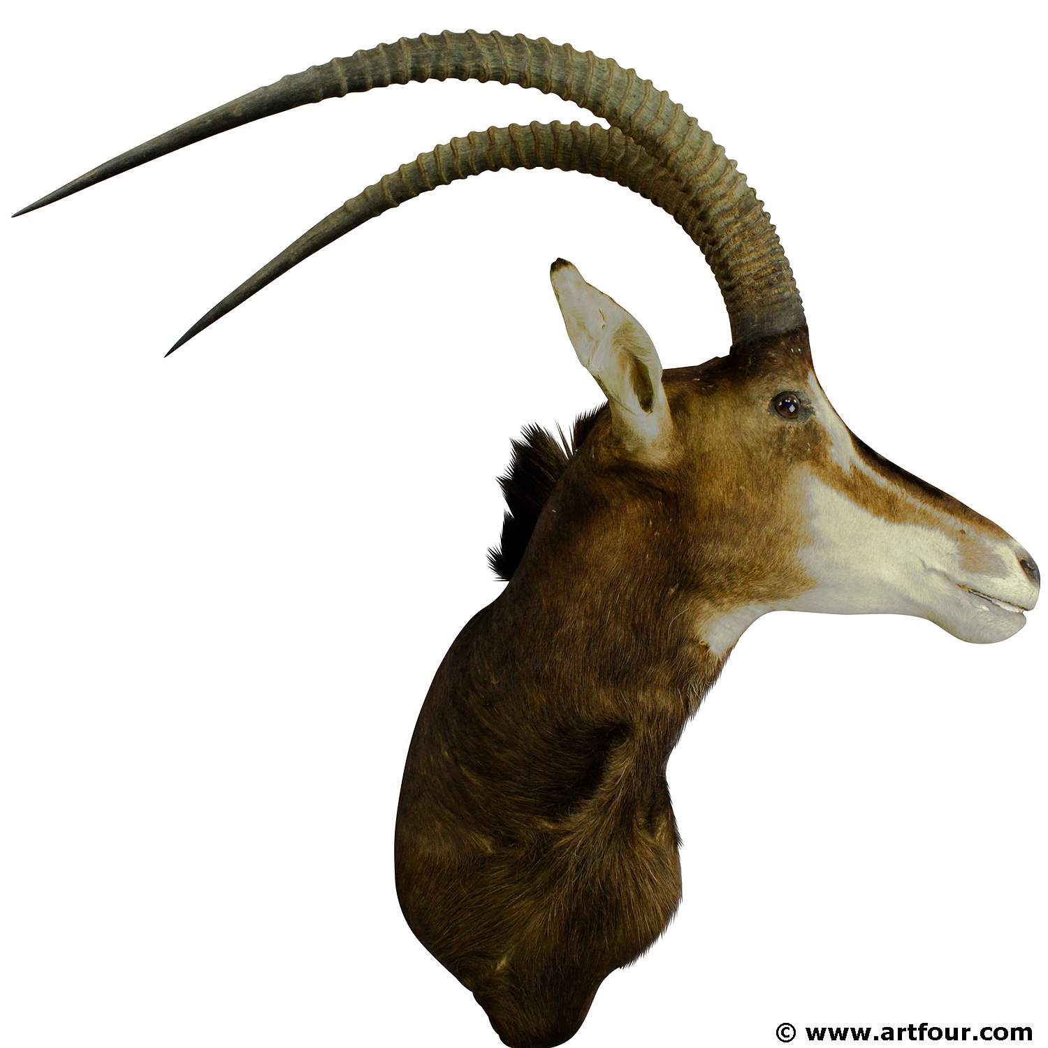 a vintage stuffed sable antelope head