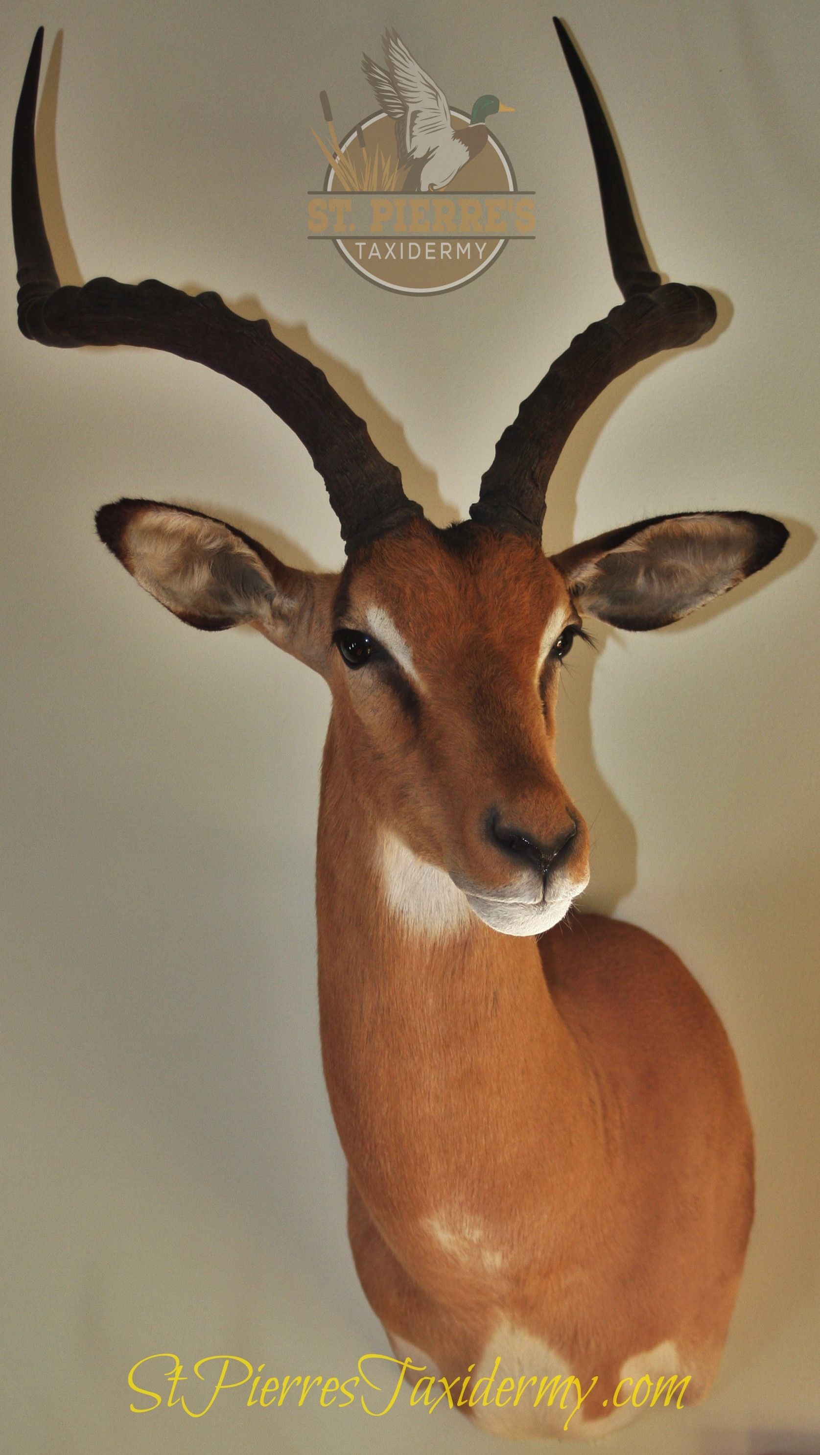 Impala trophy mount at St. Pierre's Taxidermy in Vestal, NY. The ...