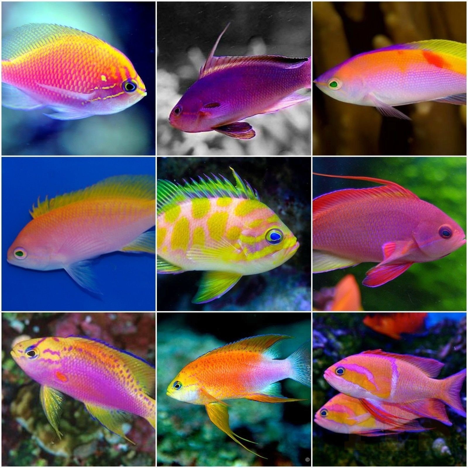 X5 Assorted Anthias Package - Sml/Med - Fish Saltwater