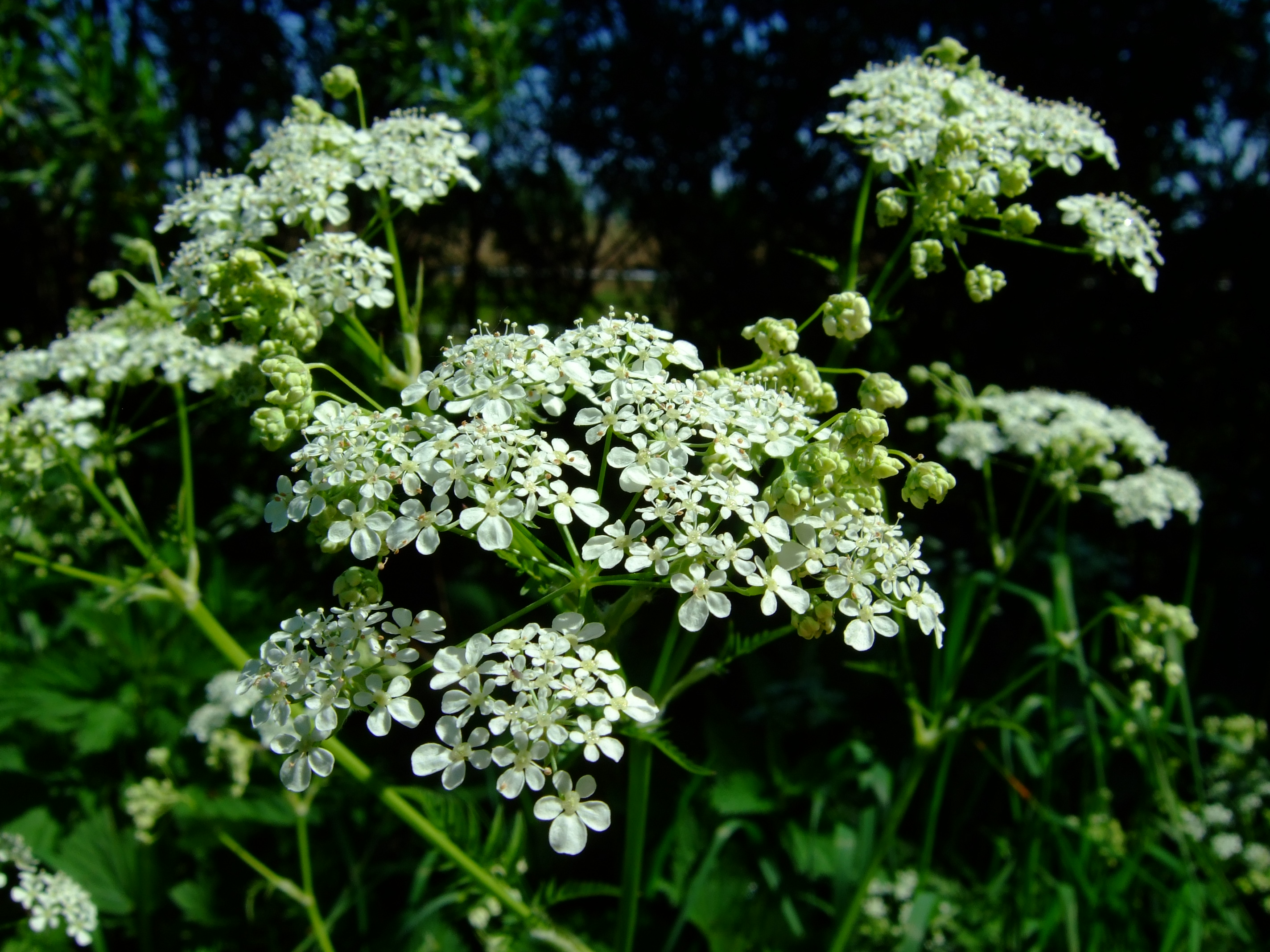 File:Anthriscus sylvestris 1.jpg - Wikimedia Commons