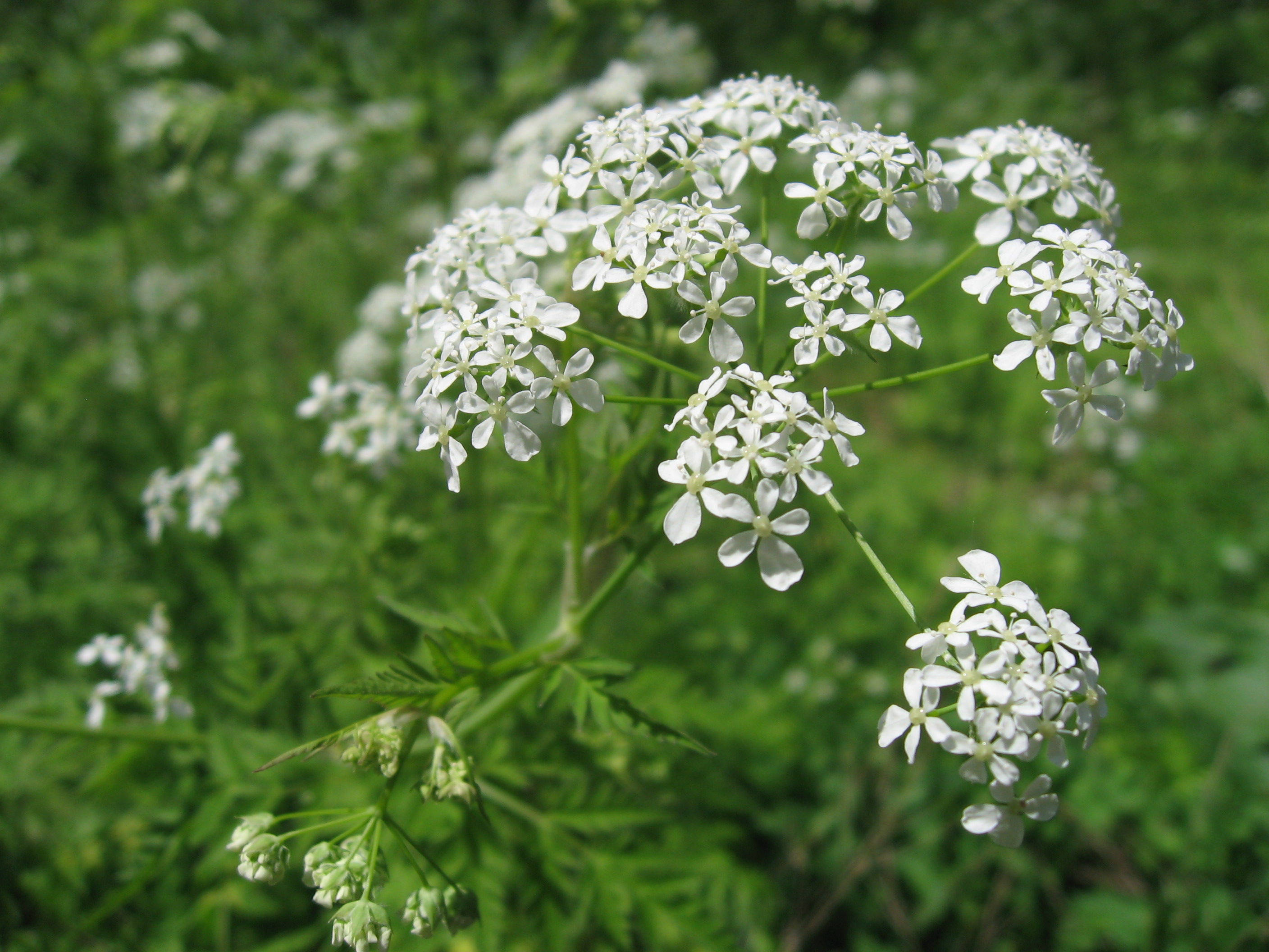 File:Anthriscus sylvestris Japan5.JPG - Wikimedia Commons