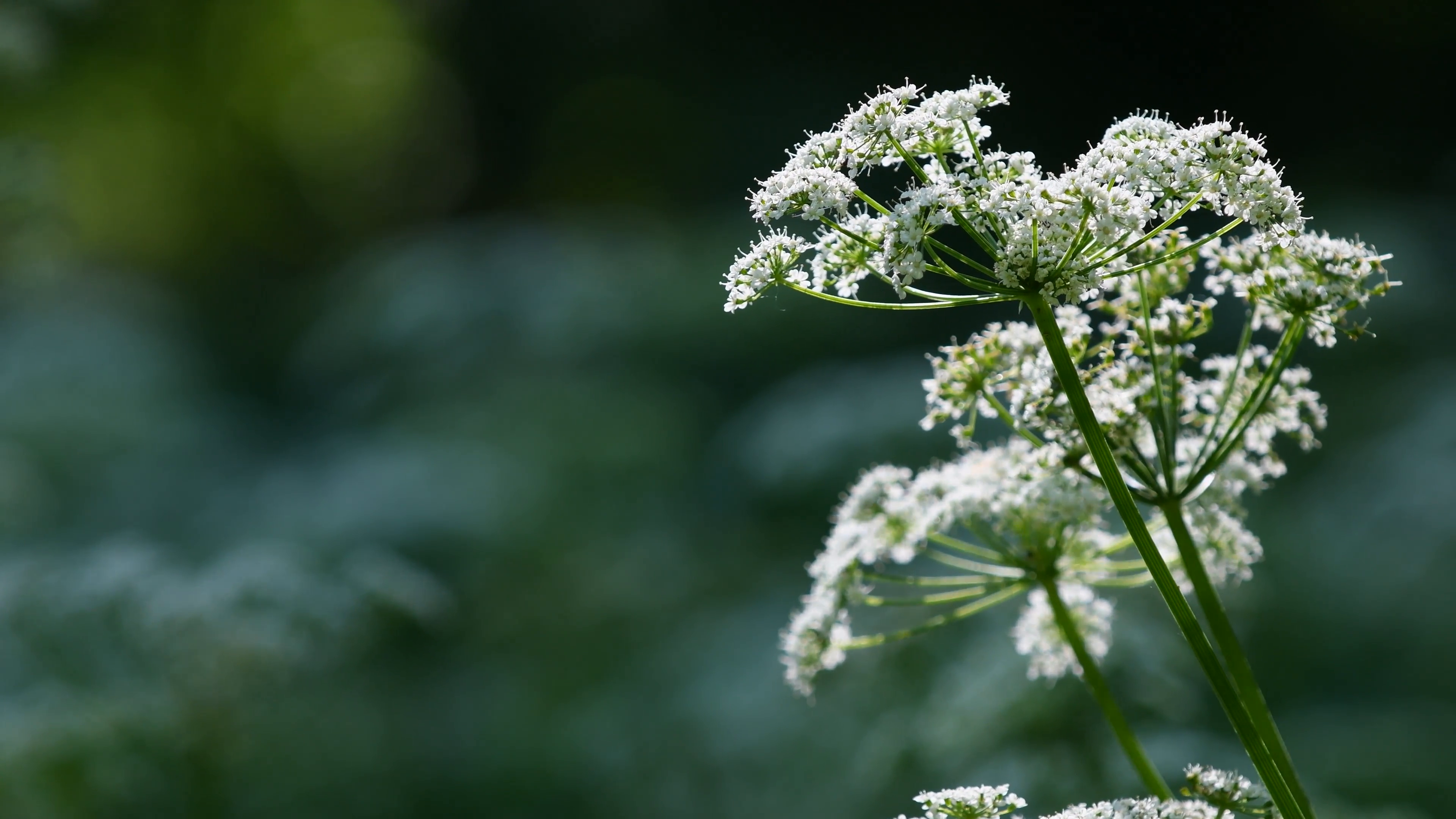 Cow Parsley, Anthriscus sylvestris during evening in Sweden Stock ...