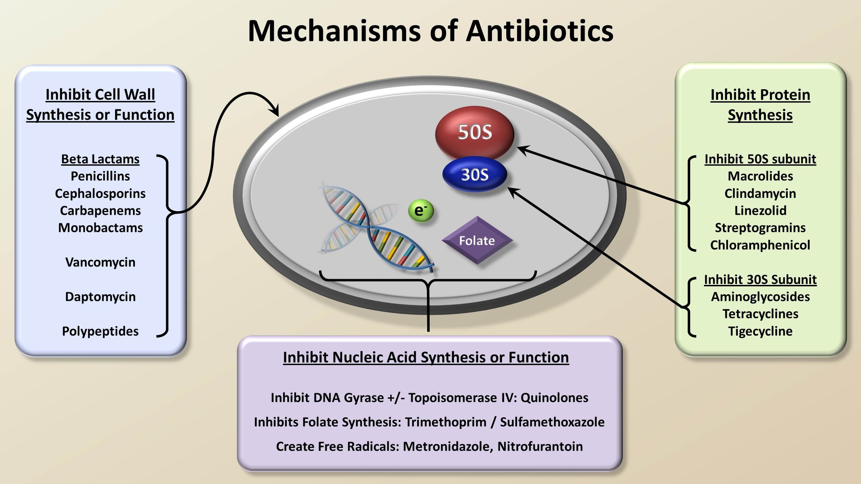 Mechanisms and Classification of Antibiotics (Antibiotics - Lecture ...