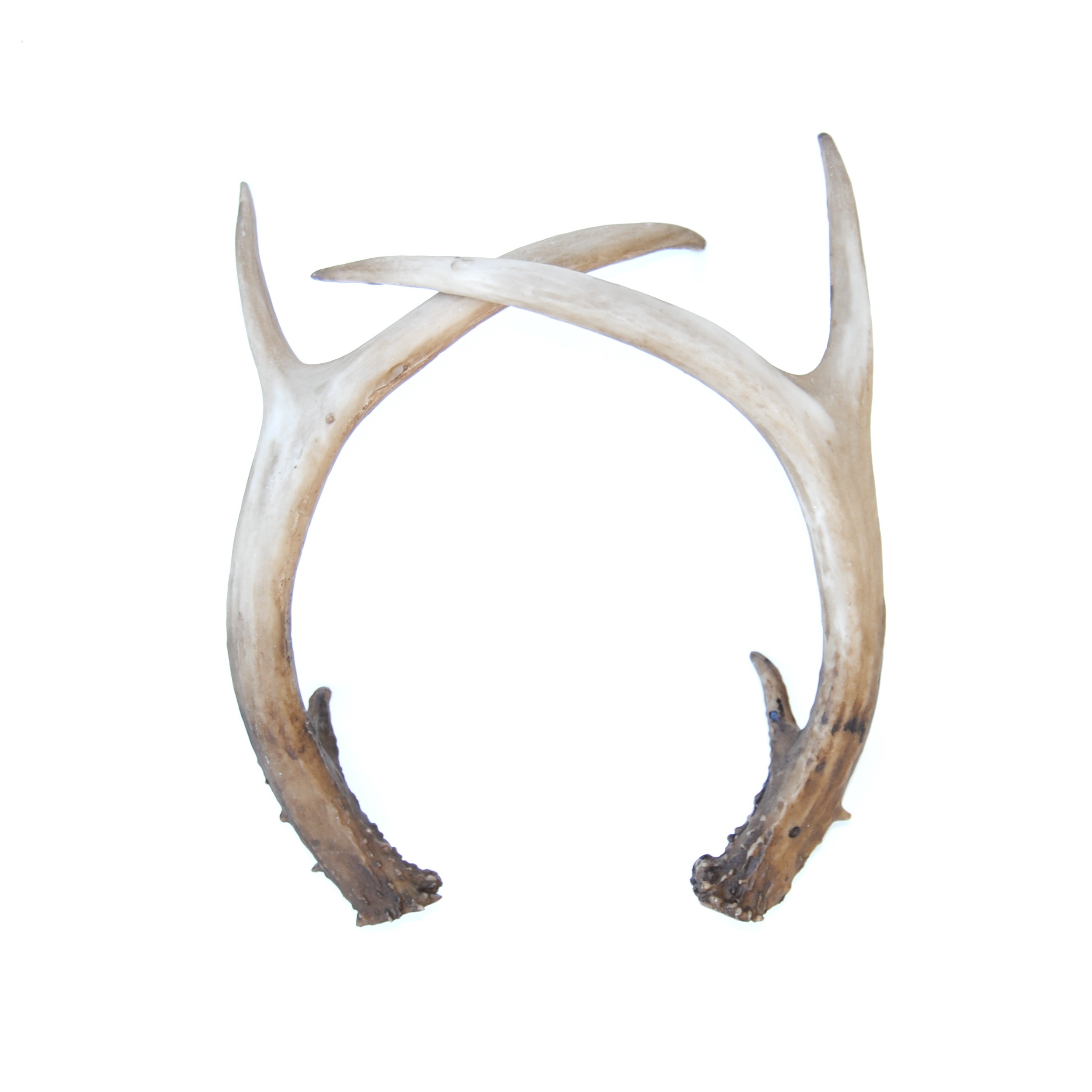 Faux Table Top Antler Decor (Pair) // Natural Looking
