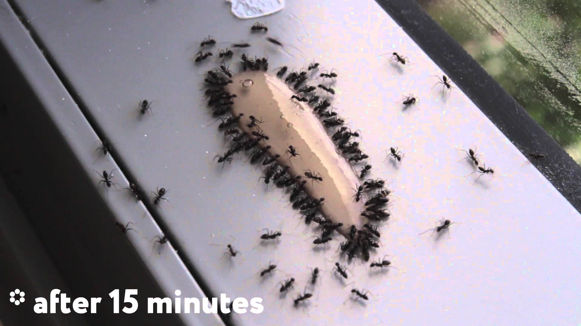 ANT GEL is the best way to kill ants. TIMELAPSE. - YouTube