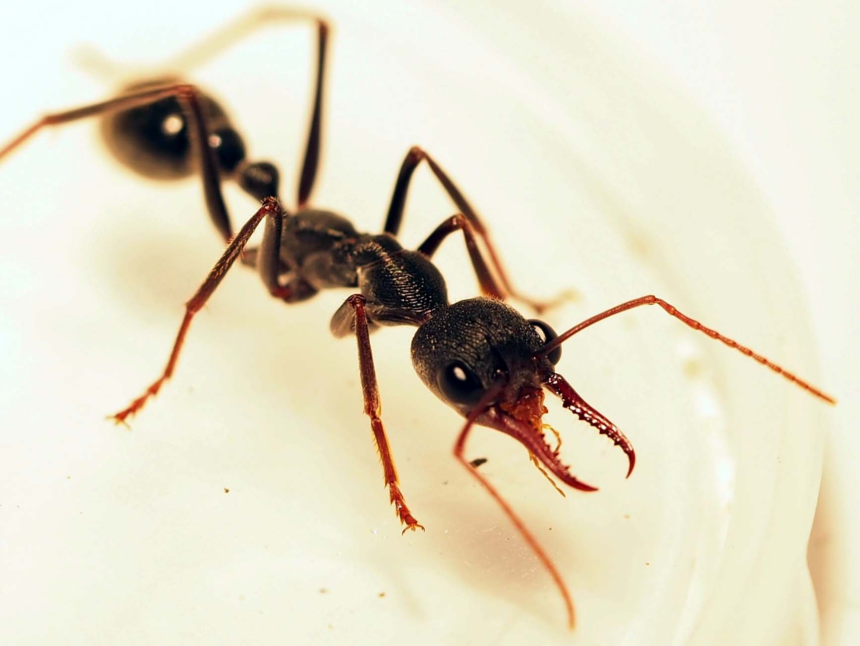 Ants: Australia's gift to us – Scientific Scribbles