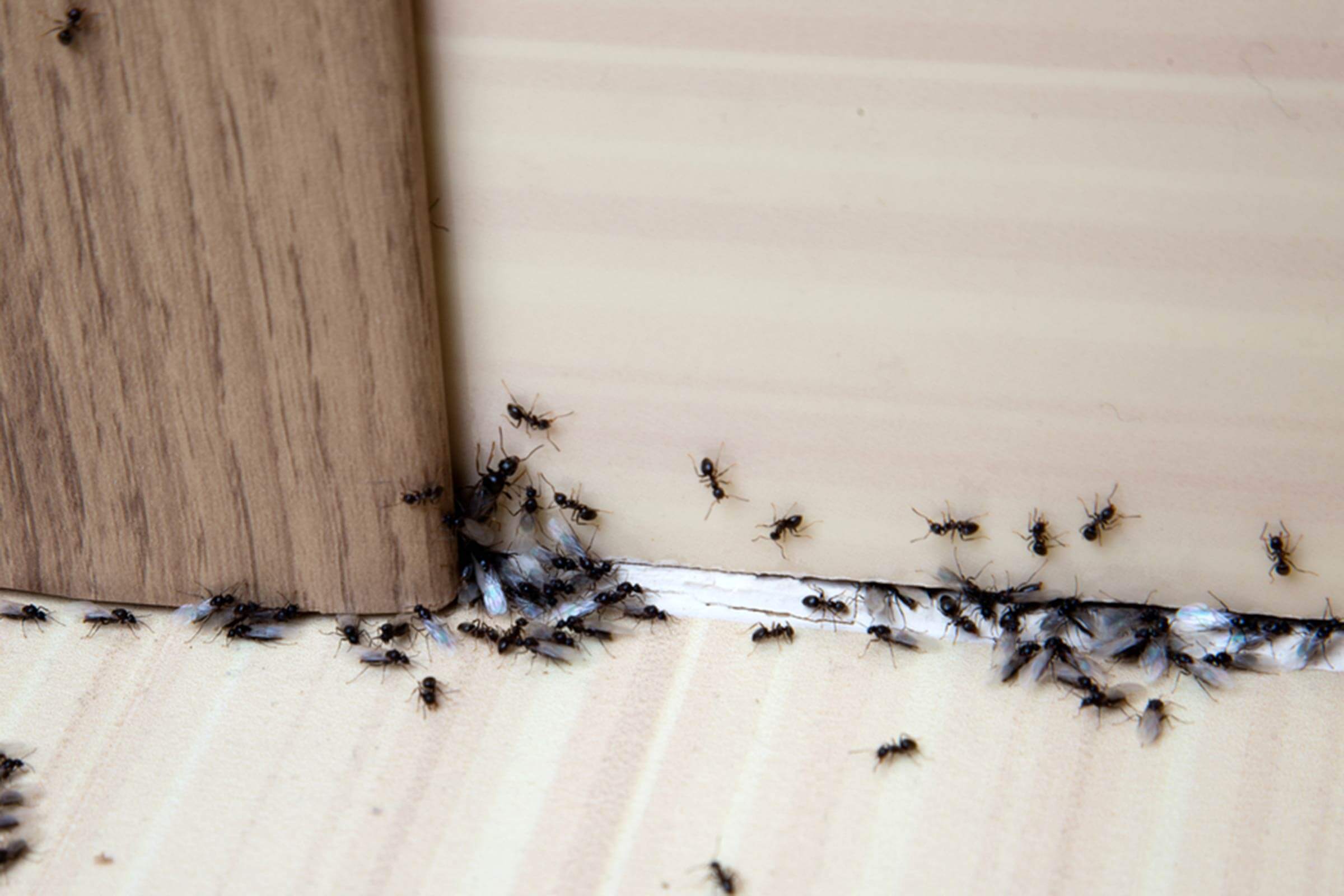 How to Get Rid of Ants: 13 Simple Solutions | Reader's Digest