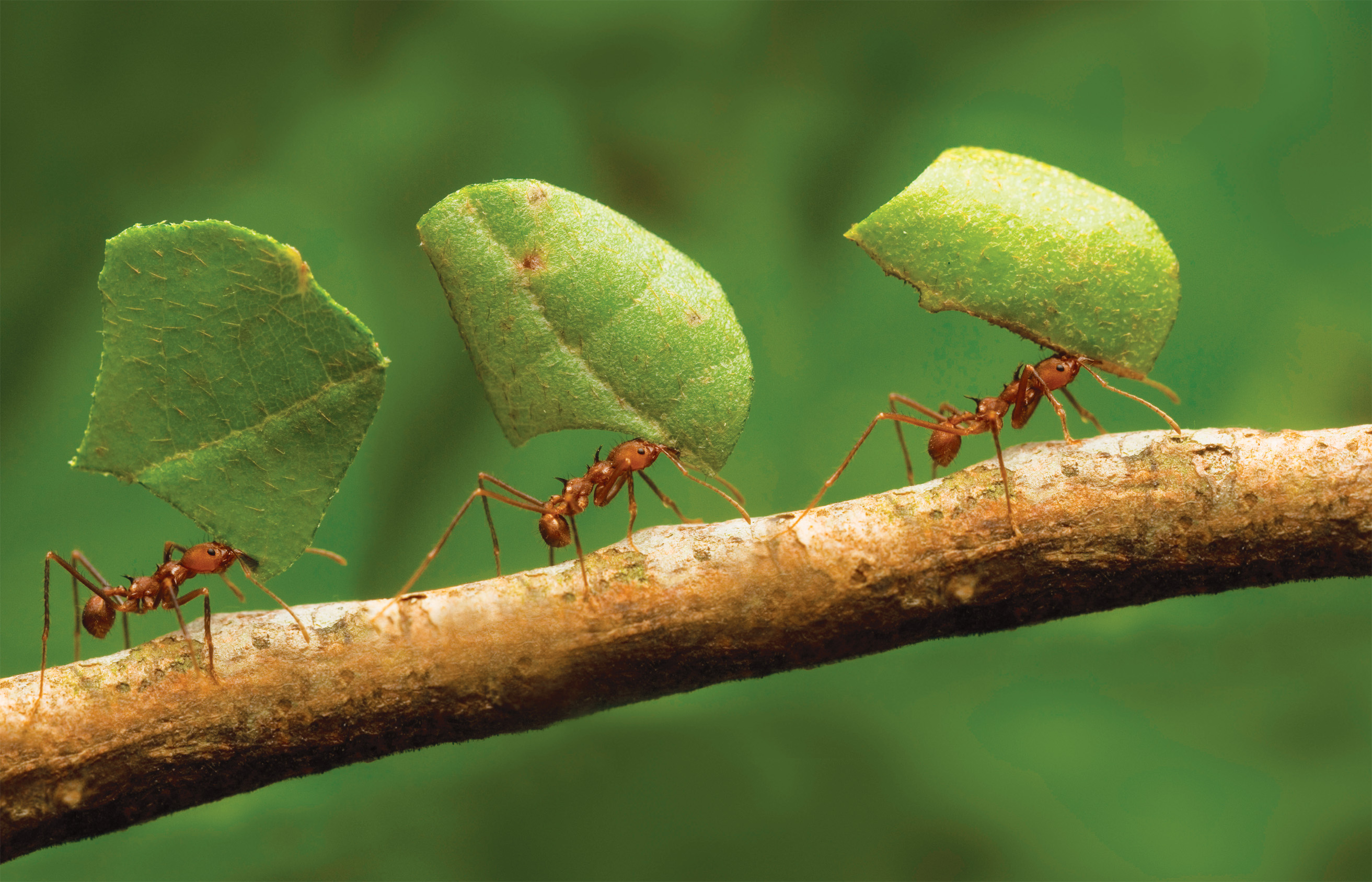 Ant architects: How do ants construct their nests? | How It Works ...