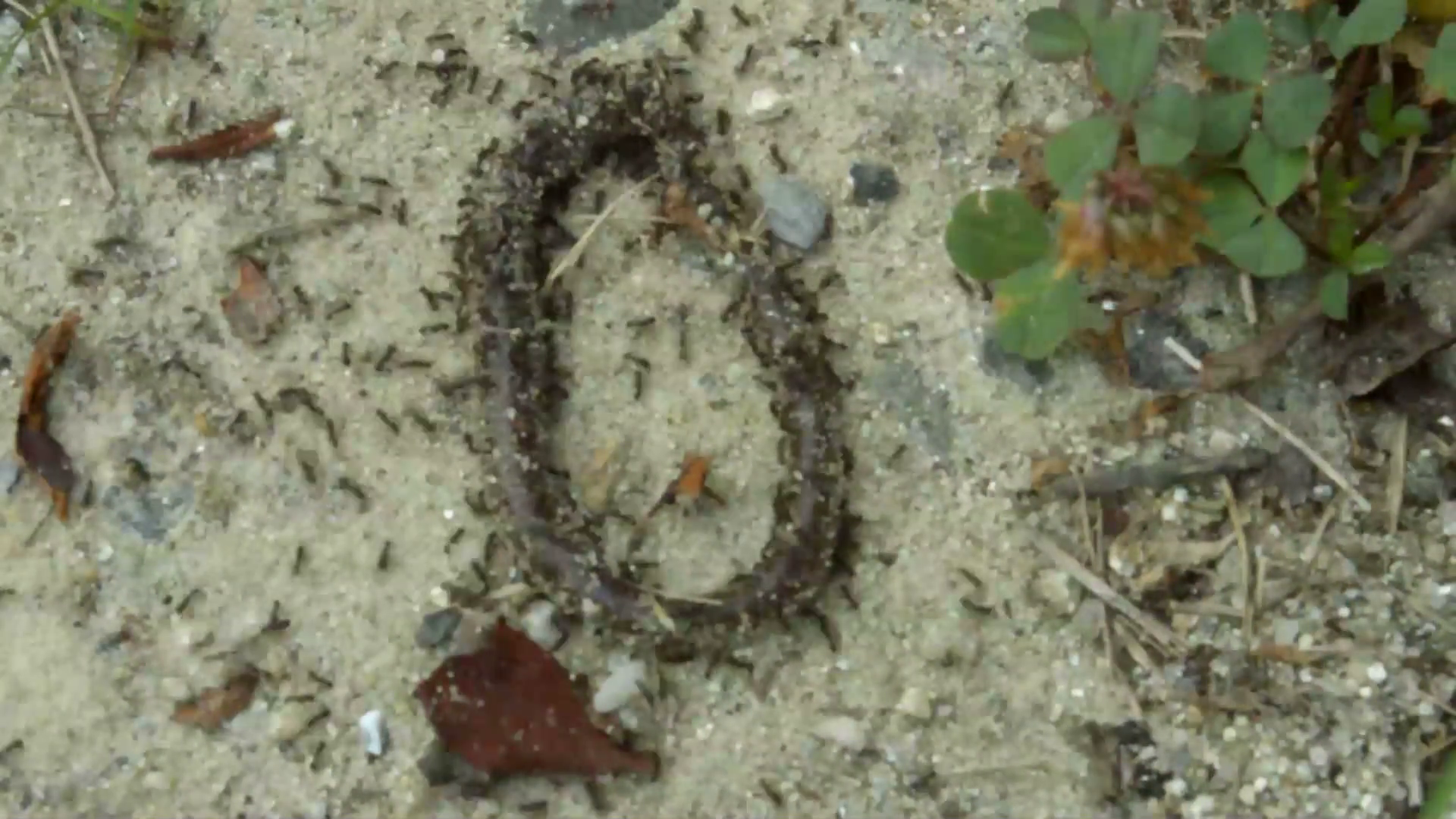 Ants Attack Earthworm Stock Video Footage - Videoblocks