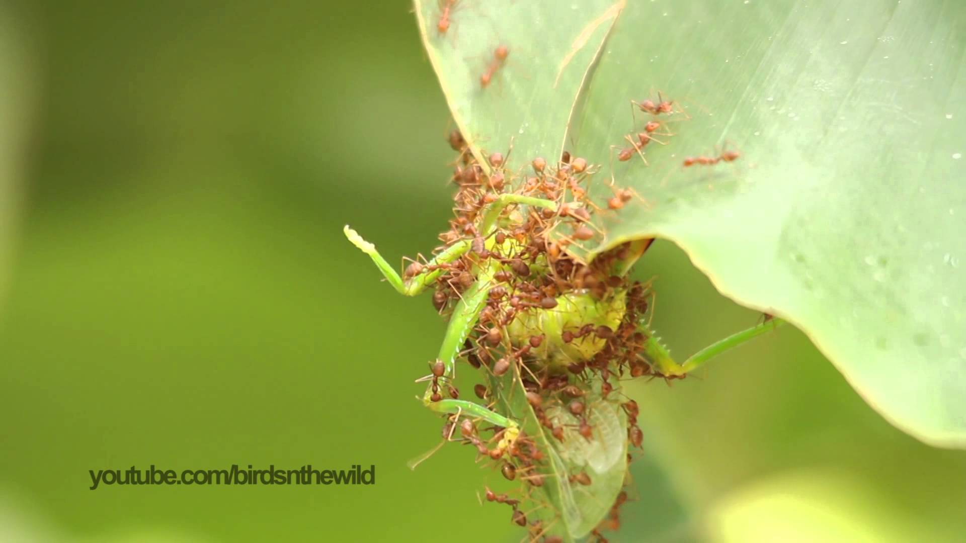 Ants attack and eat giant grasshopper - YouTube