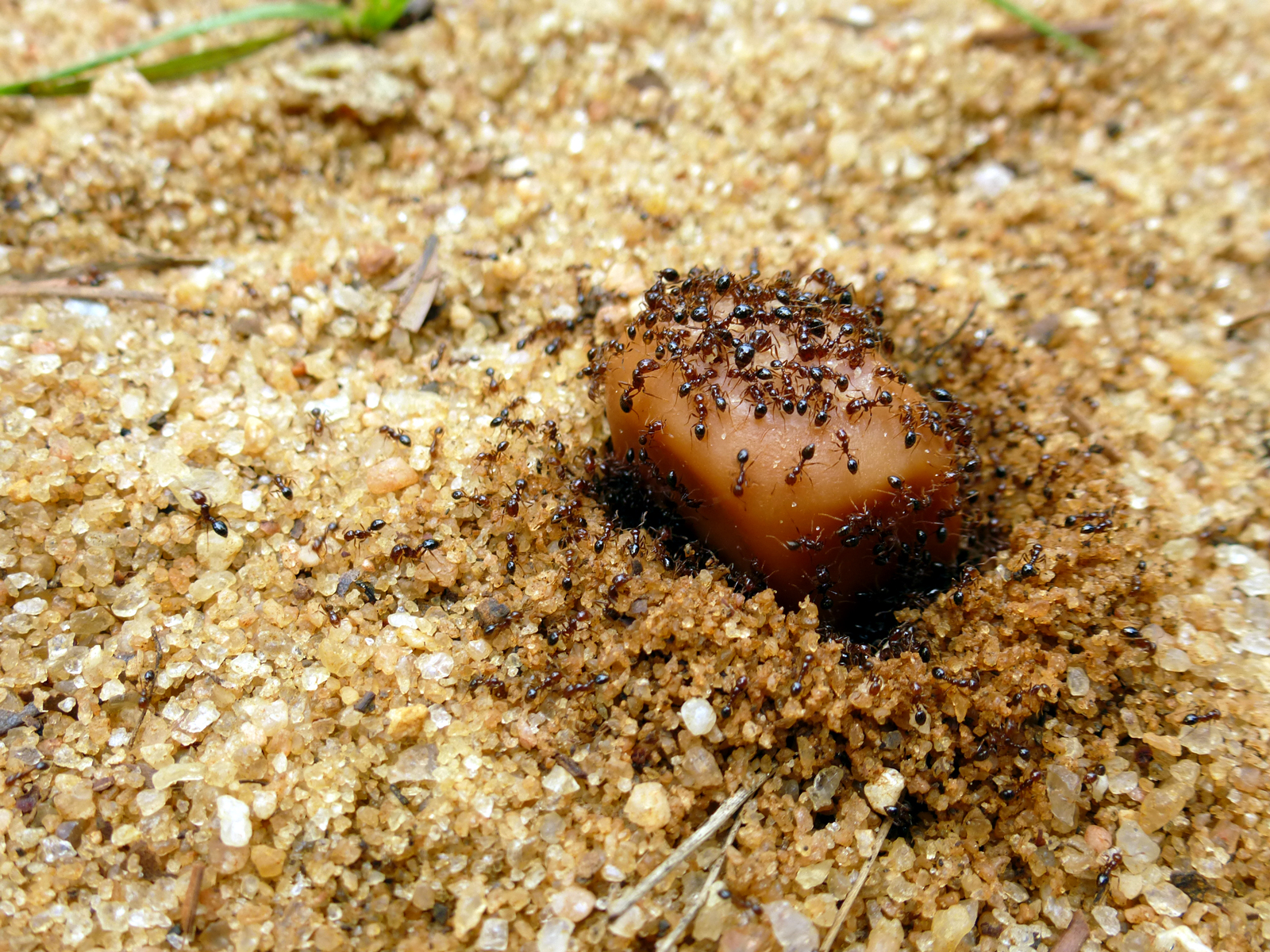 Fire Ants Love Bacon | The Lizard Log