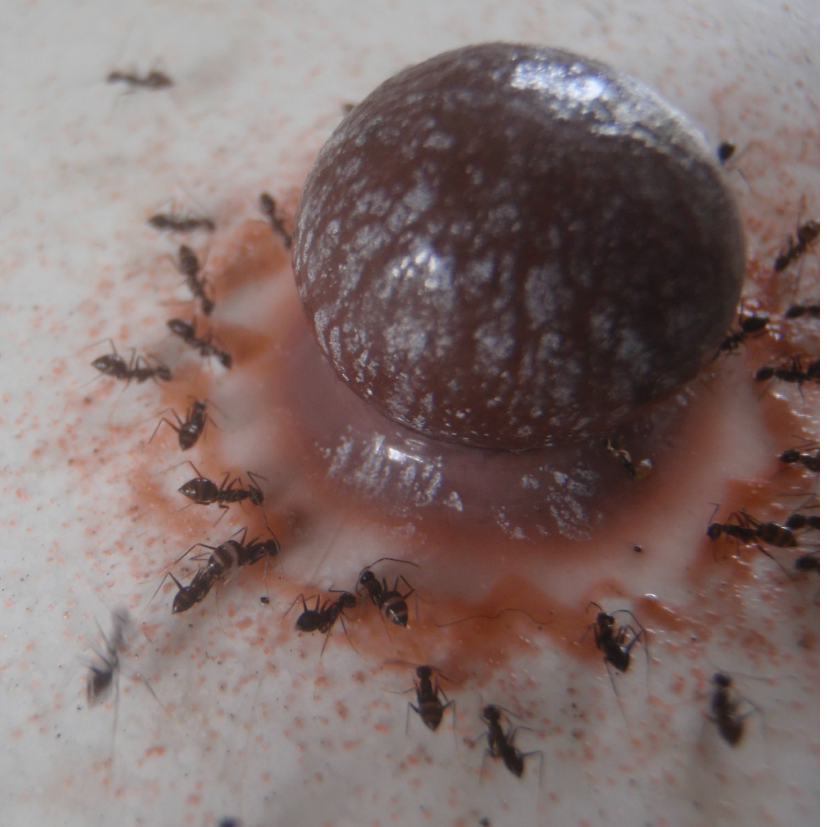 Ants feasting on melting M&Ms - Imgur