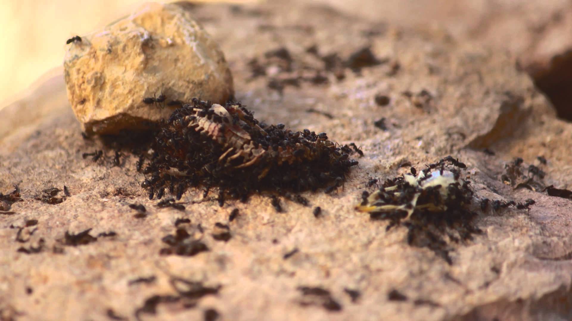 Incredible 4k time lapse featuring feasting ants - YouTube