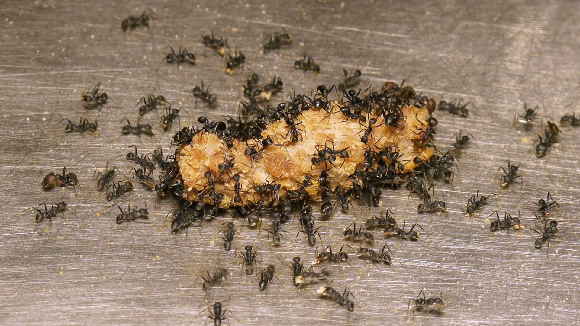 Black Ants Feasting On Beef Stock Video Footage - VideoBlocks