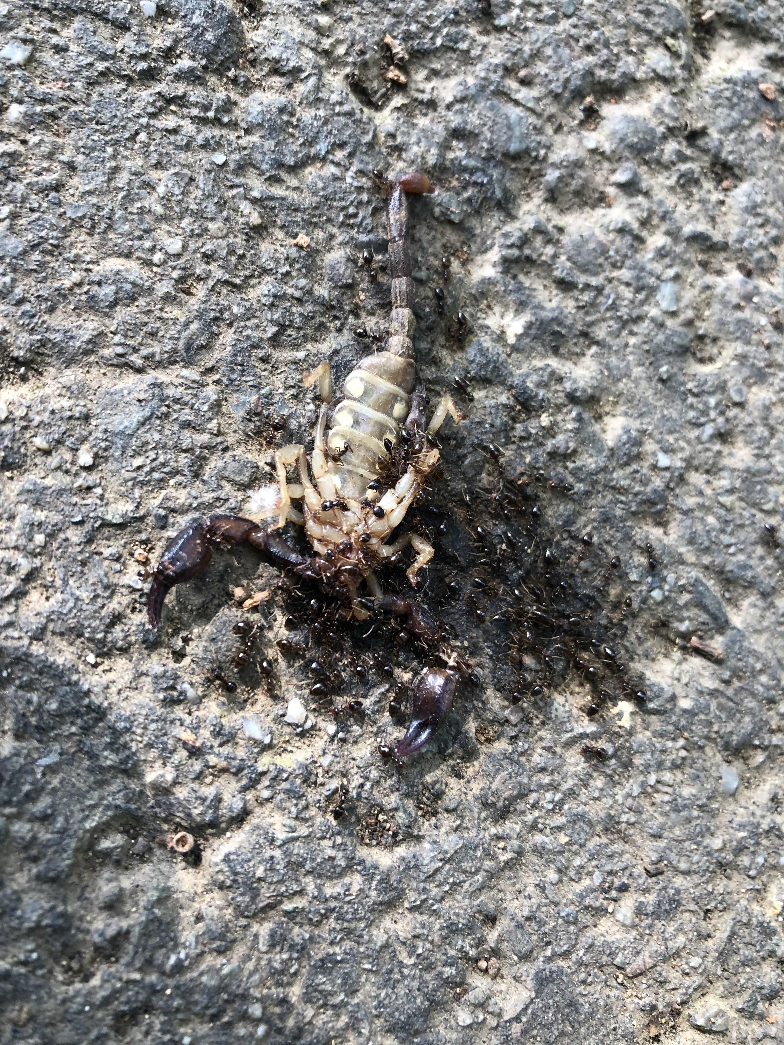 Found some ants feasting on a scorpion today : natureismetal