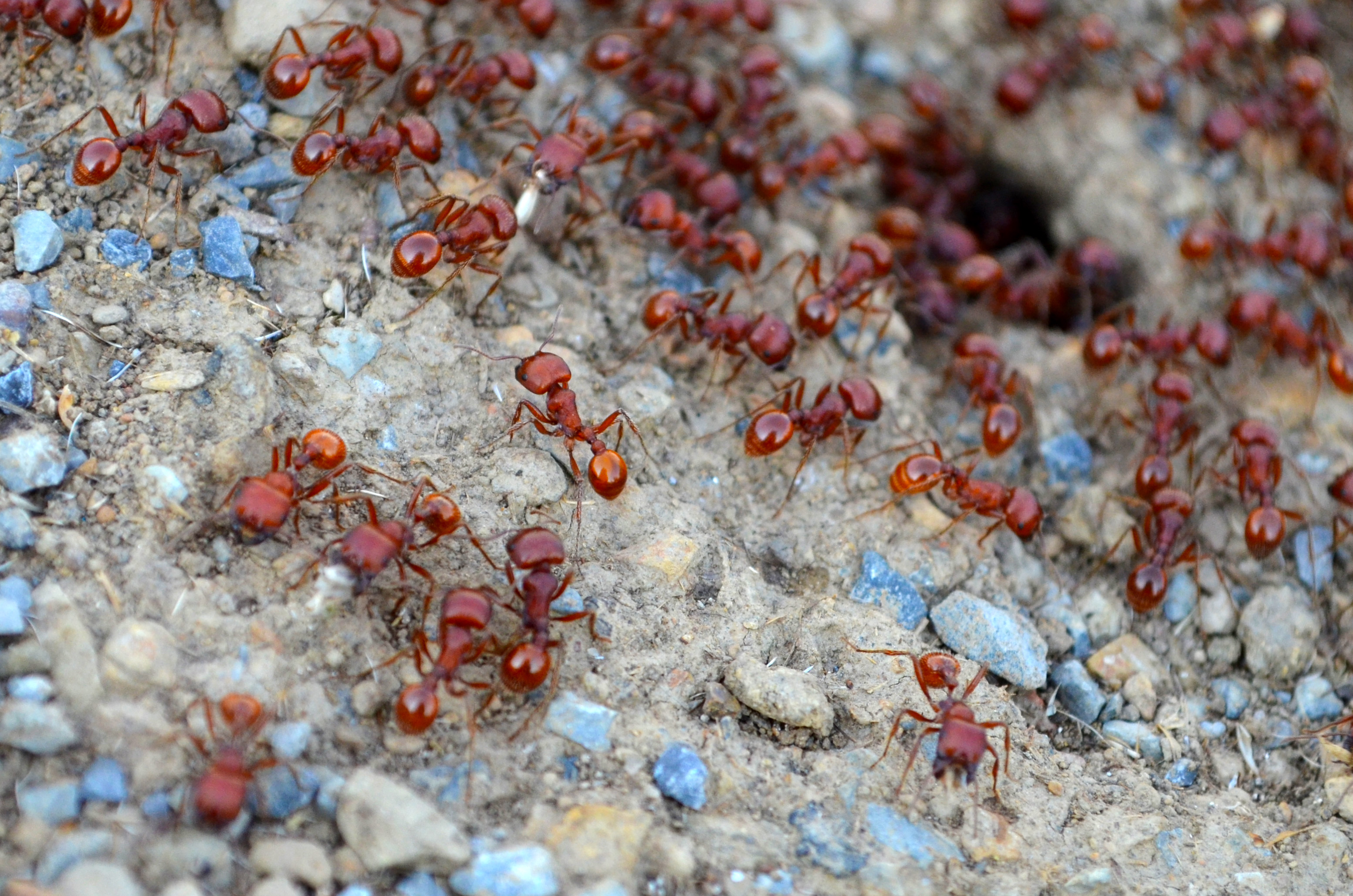 Ants photo