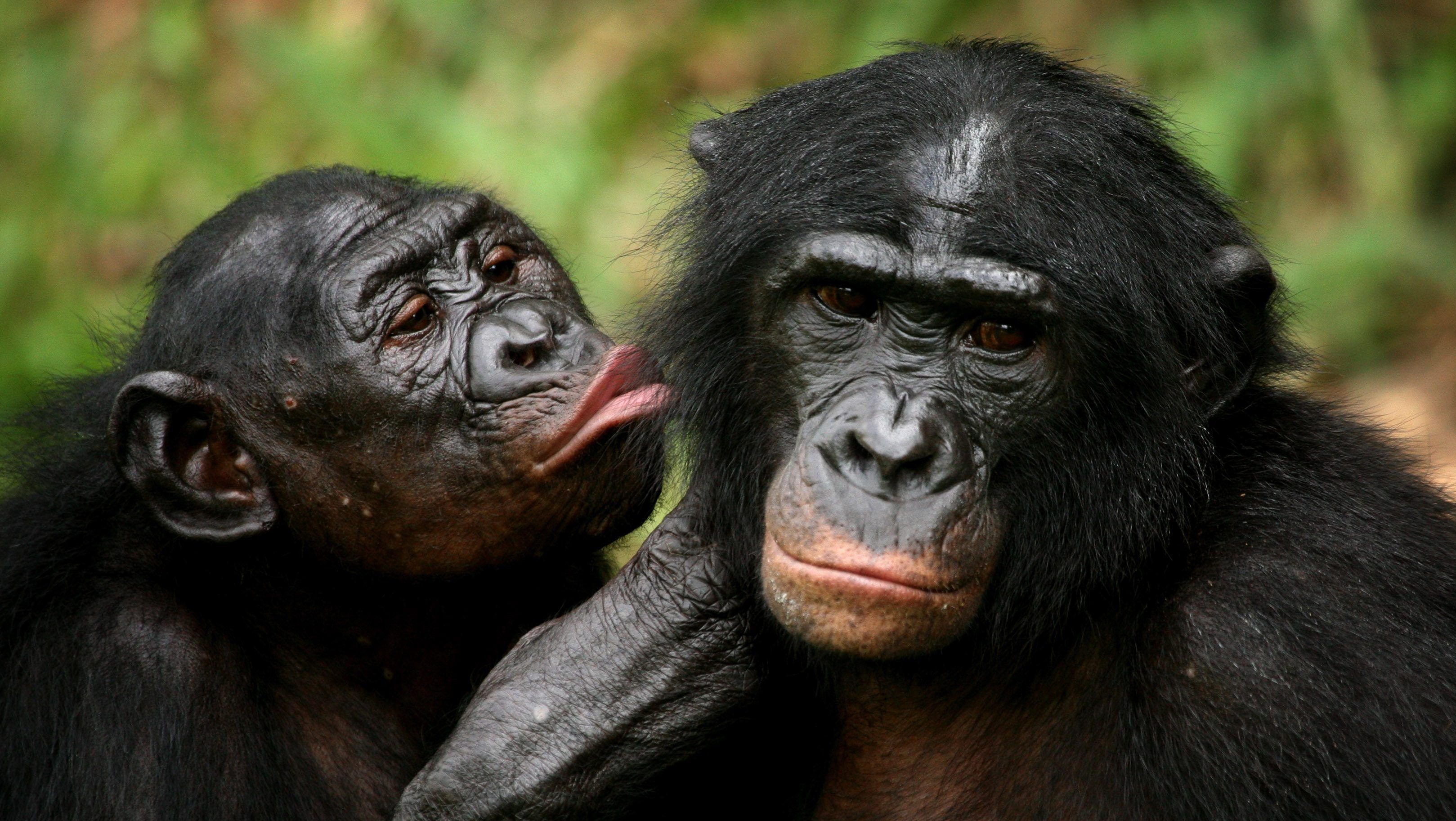 Apes like mean people — Quartz