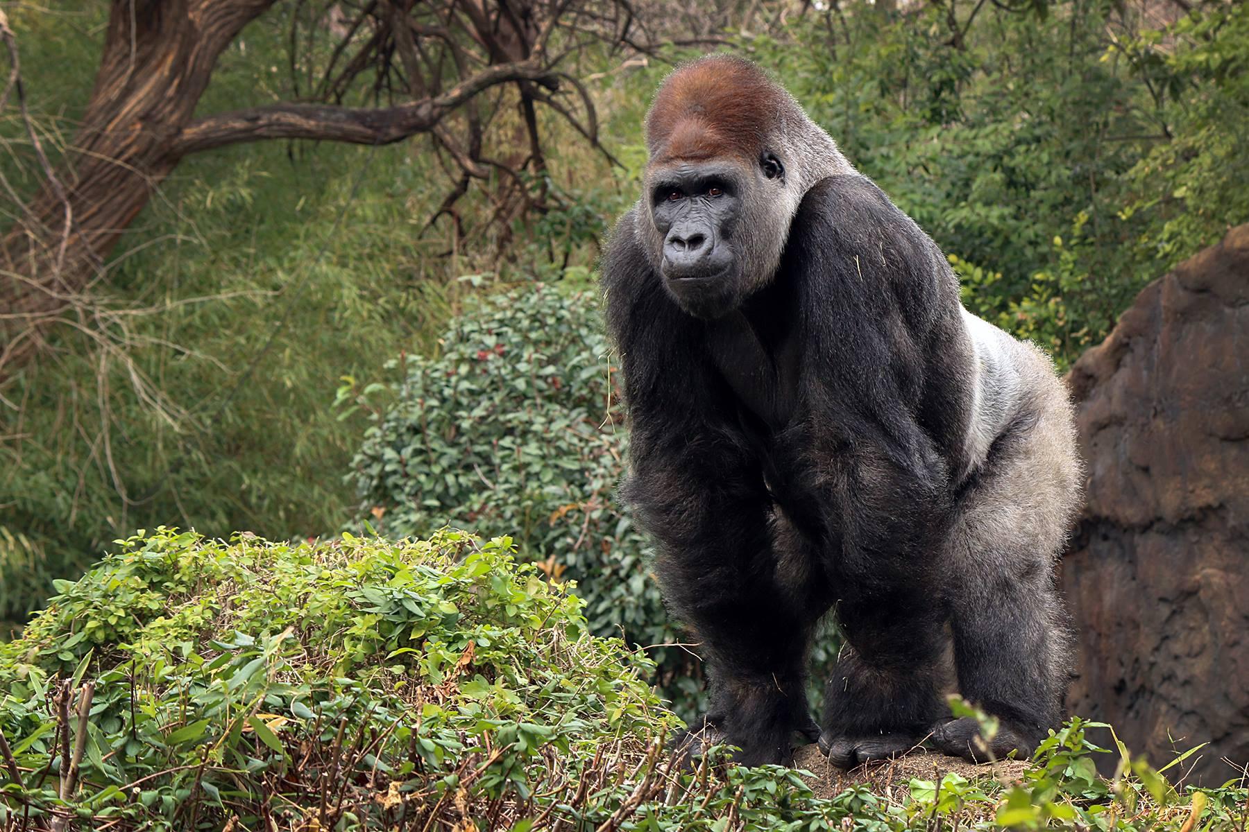 Taking A Great Ape's Blood Pressure Isn't Easy. The Dallas Zoo Has ...