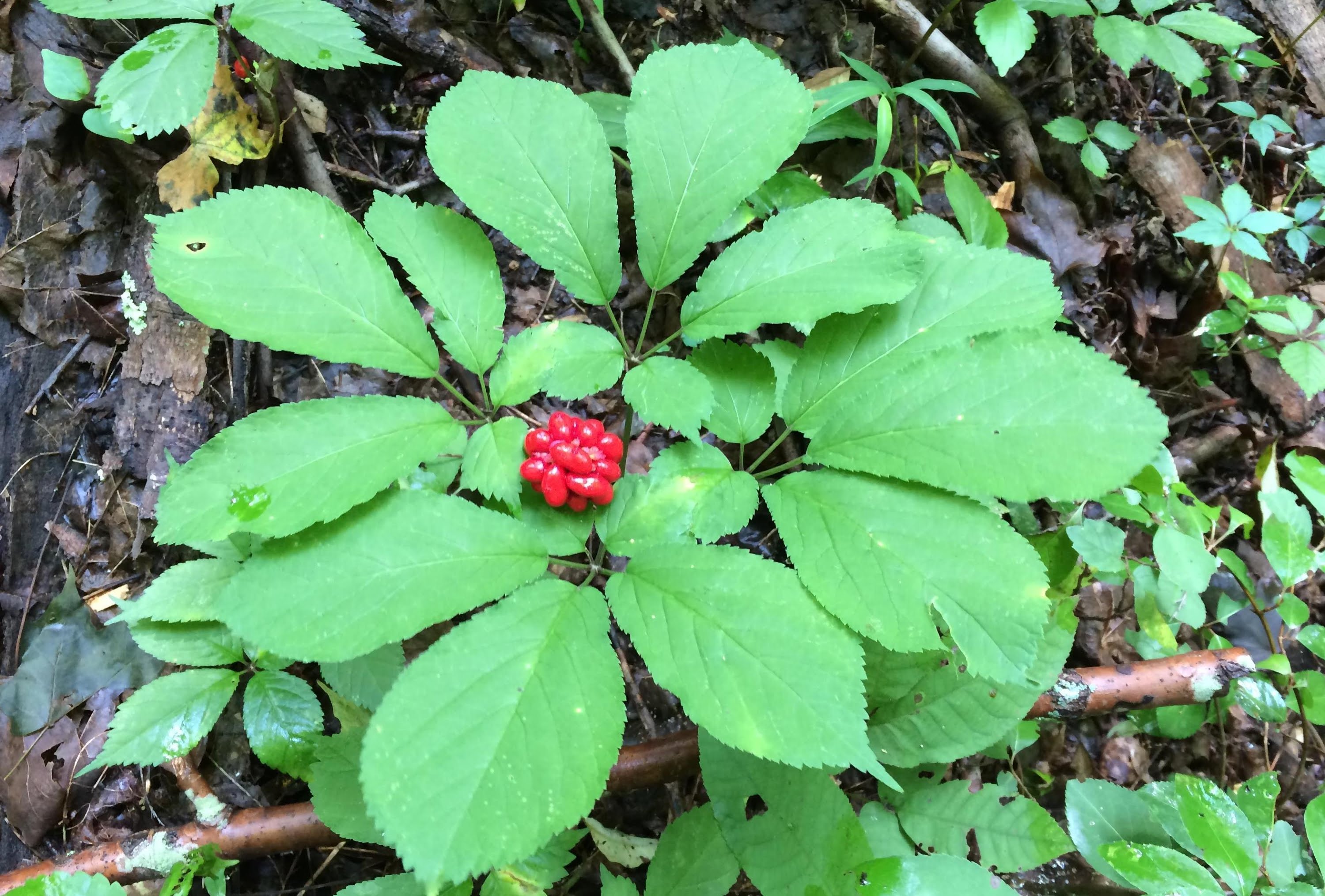 Ginseng Hunting video in the fall of 2014 - YouTube