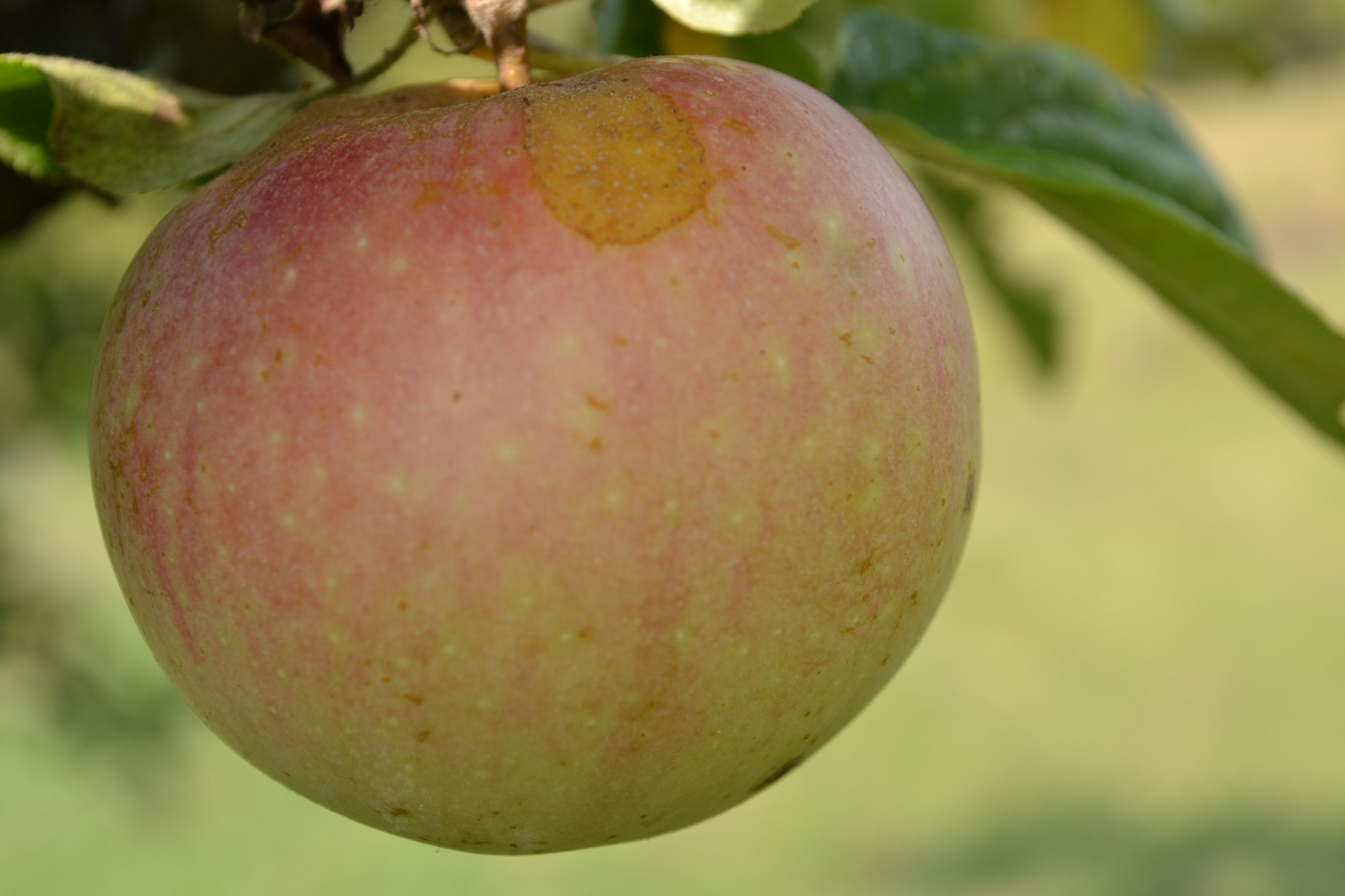 Apple, Fresh, Fruit, Green, Healthy, HQ Photo