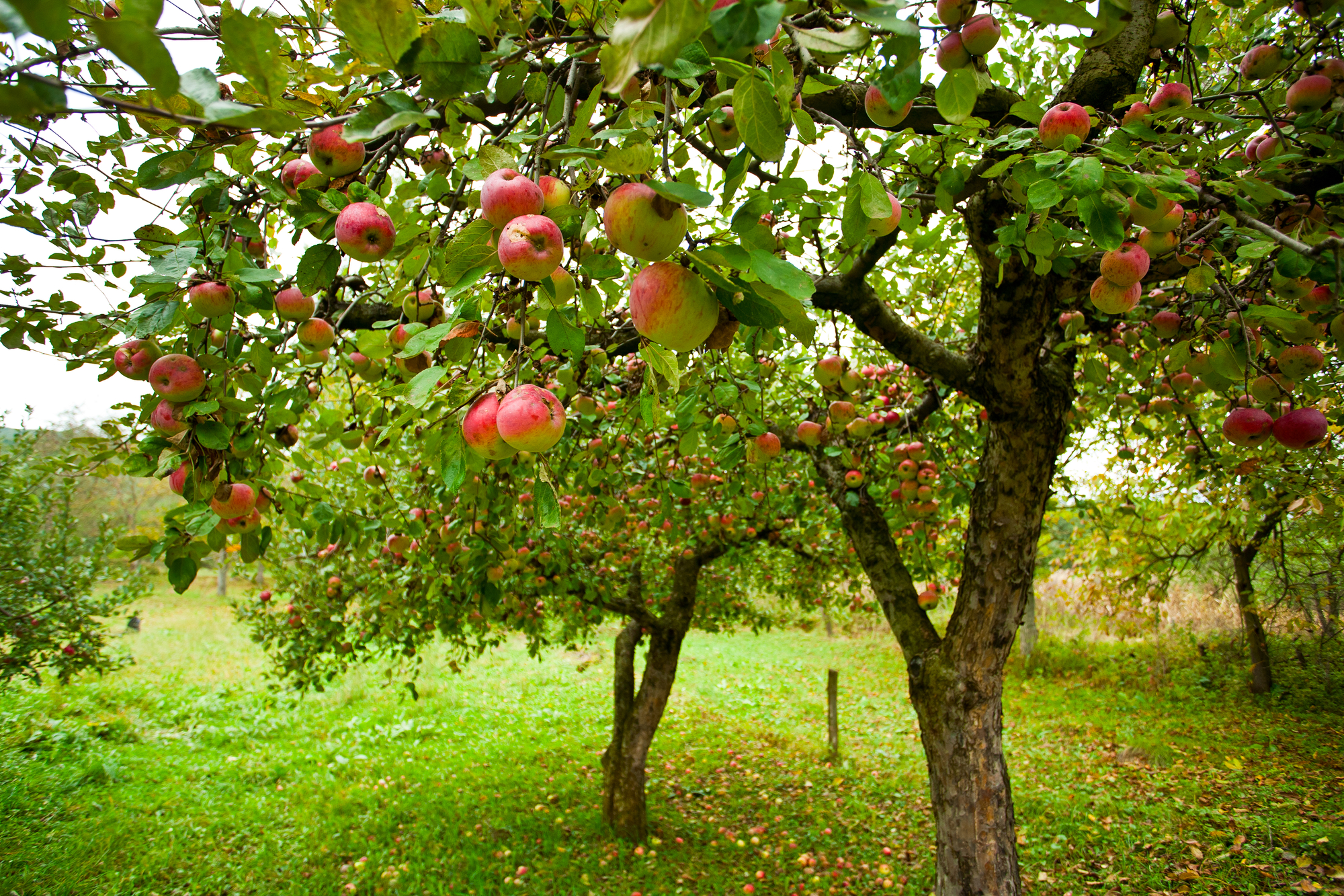 Apple Tree Day | Days Of The Year