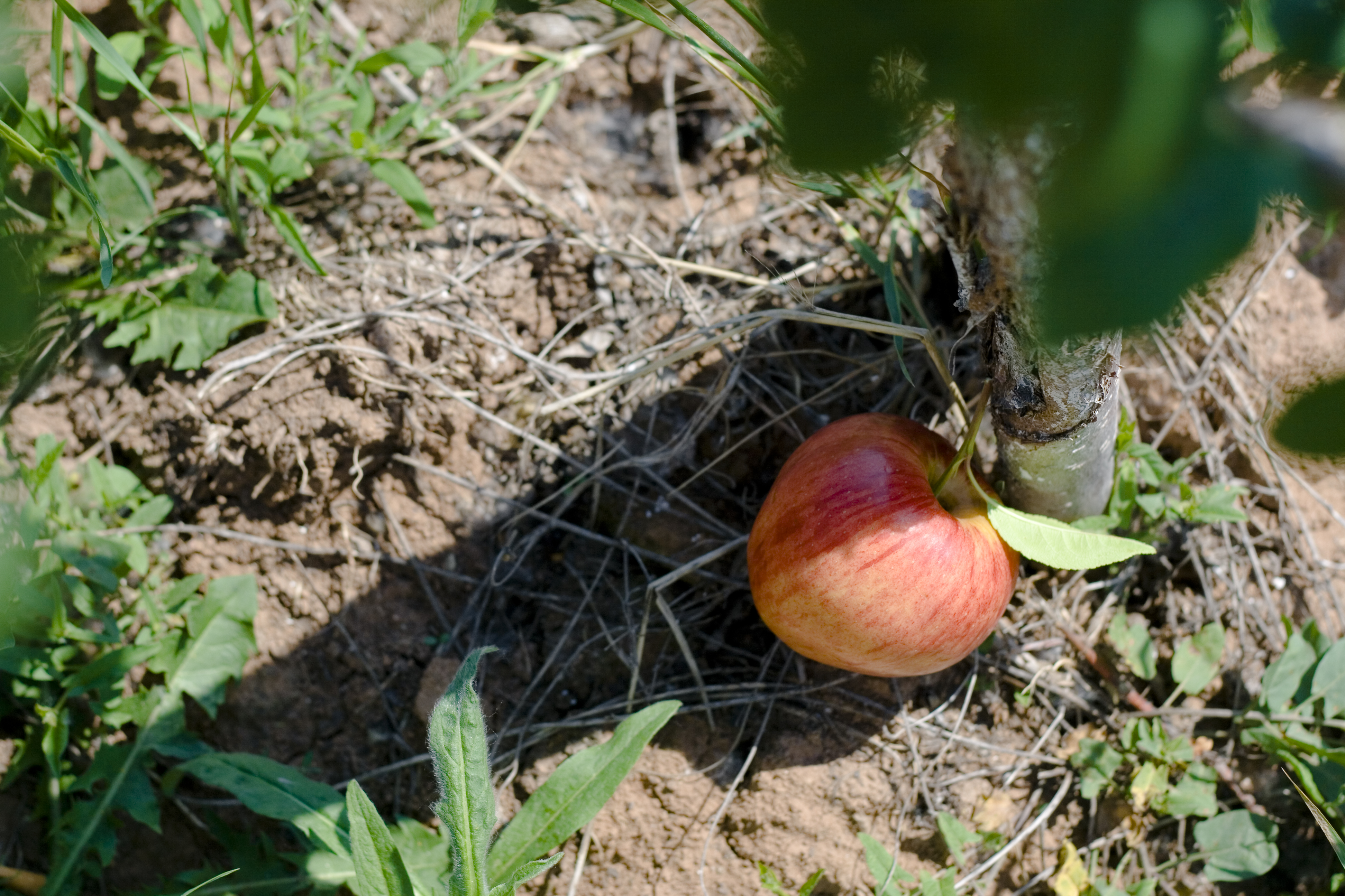 Какое яблоко в земле растет. Яблоко под землей. Ground Apple. Apple grounding.