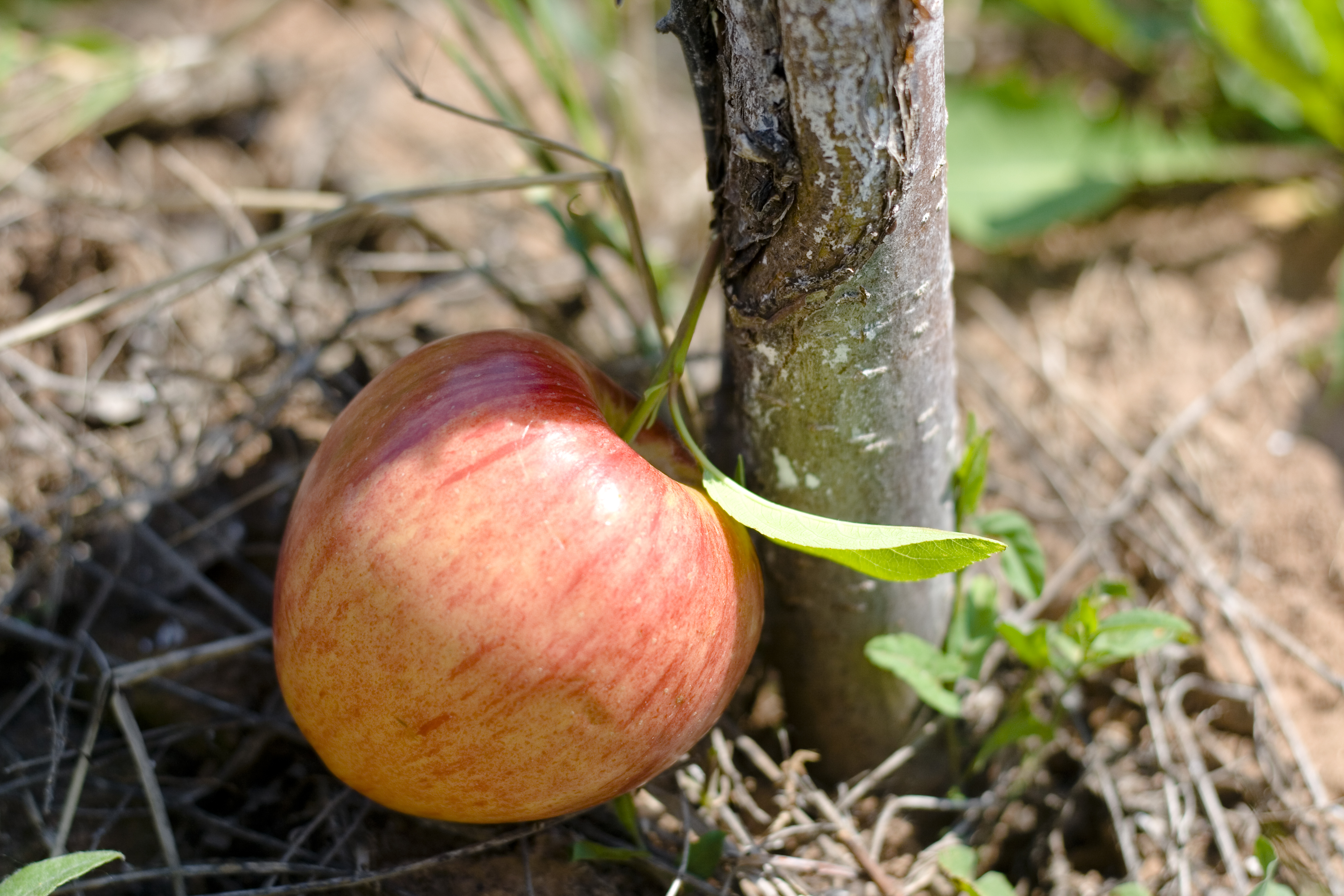 Какое яблоко в земле растет. Яблоки на стволе дерева. Яблоки на земле. Яблоки по стволу дерева. Земная яблоня фрукт.