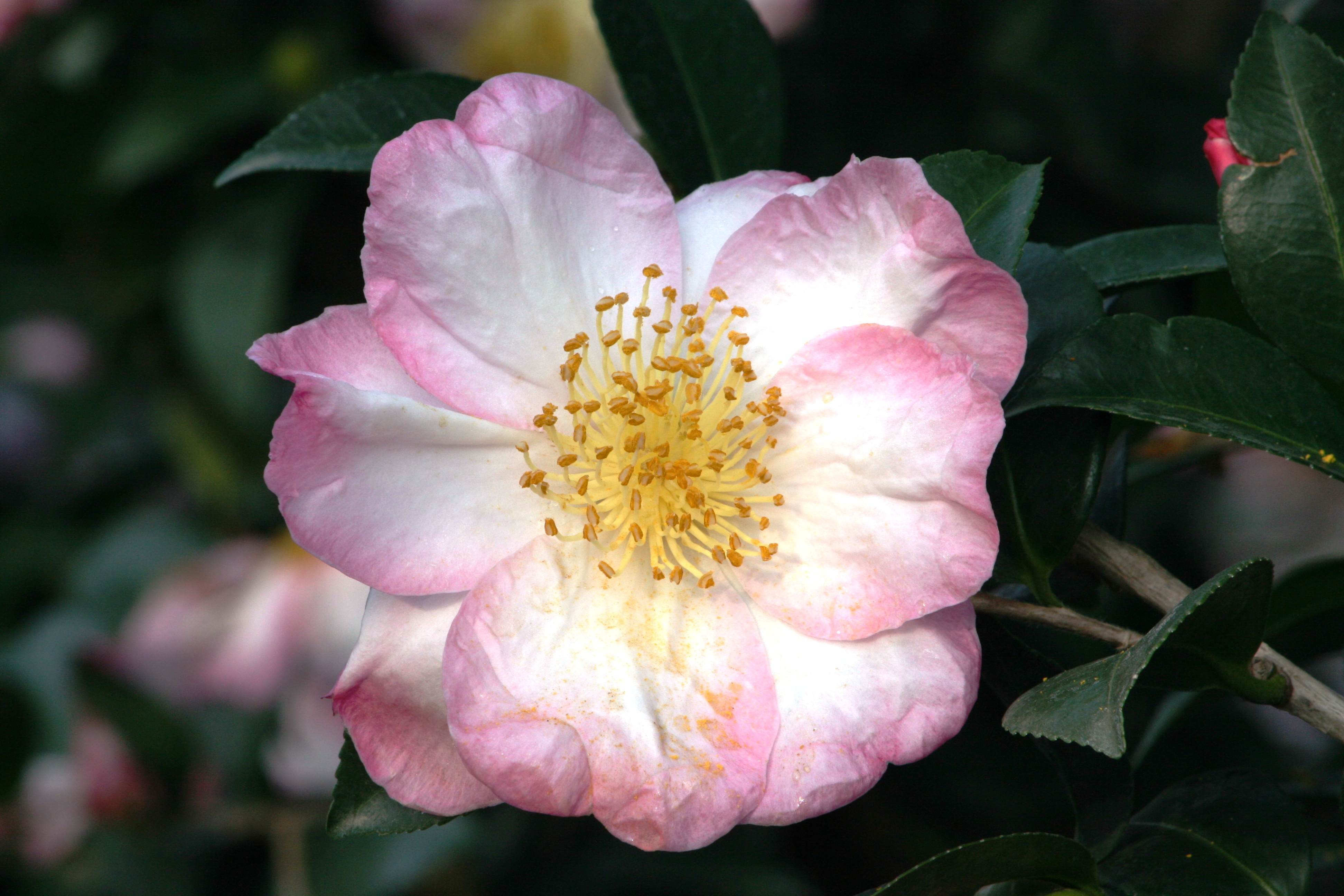 Apple Blossom Camellia - Monrovia - Apple Blossom Camellia